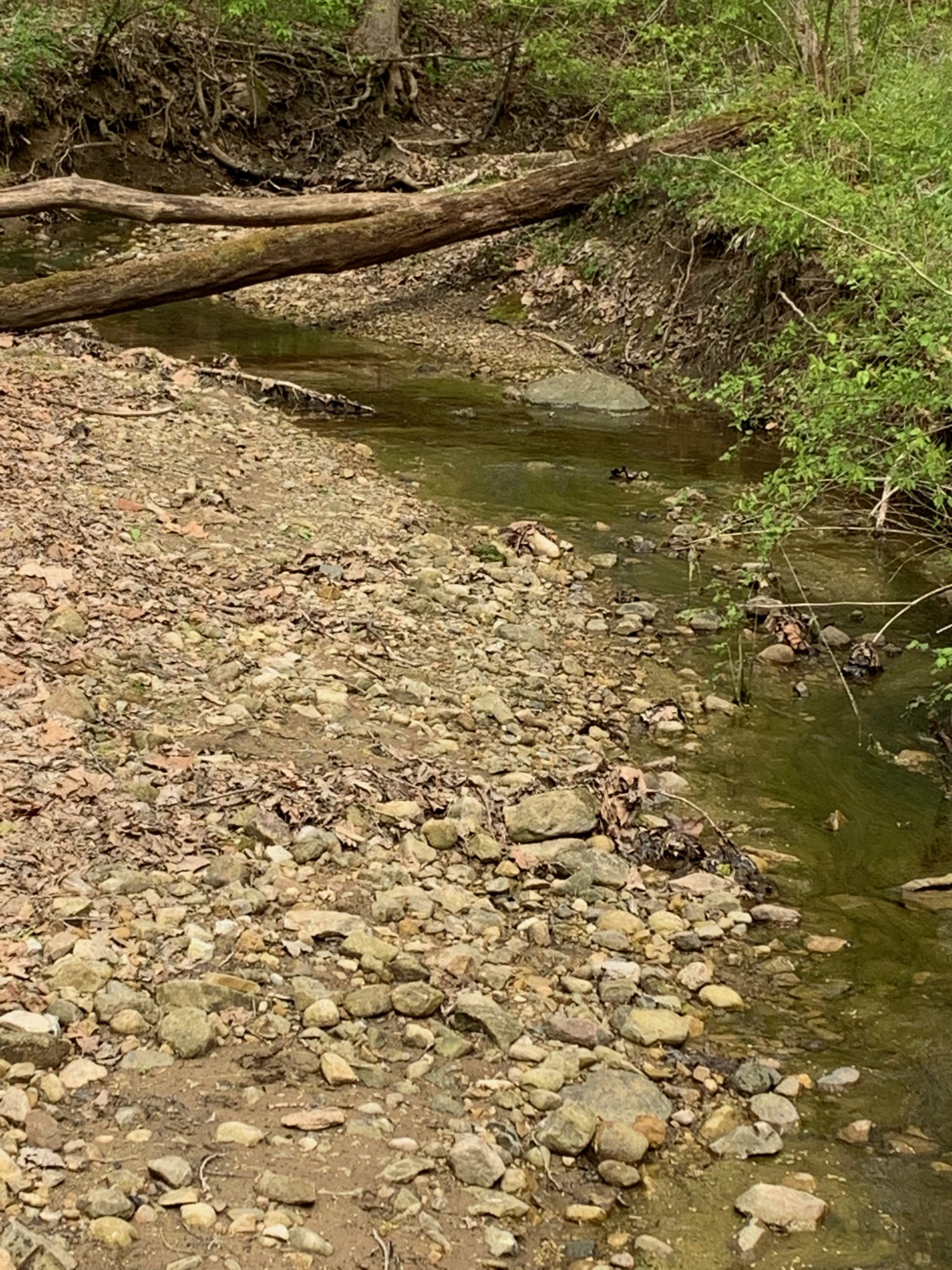 Battelle Darby Creek - Creek near Camp Chase Trail 1.jpeg