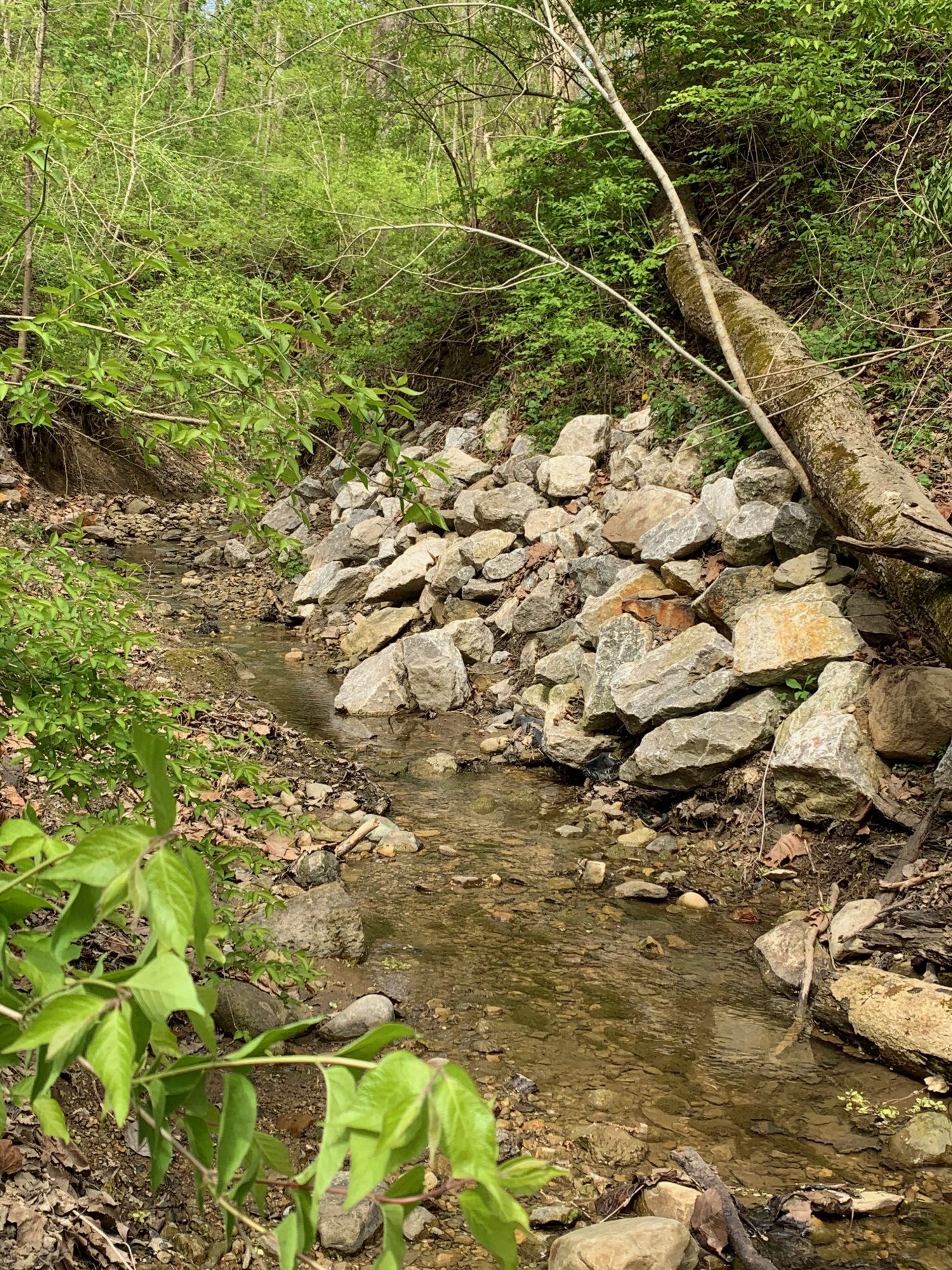 Battelle Darby Creek - Creek near Camp Chase Trail 4.jpeg