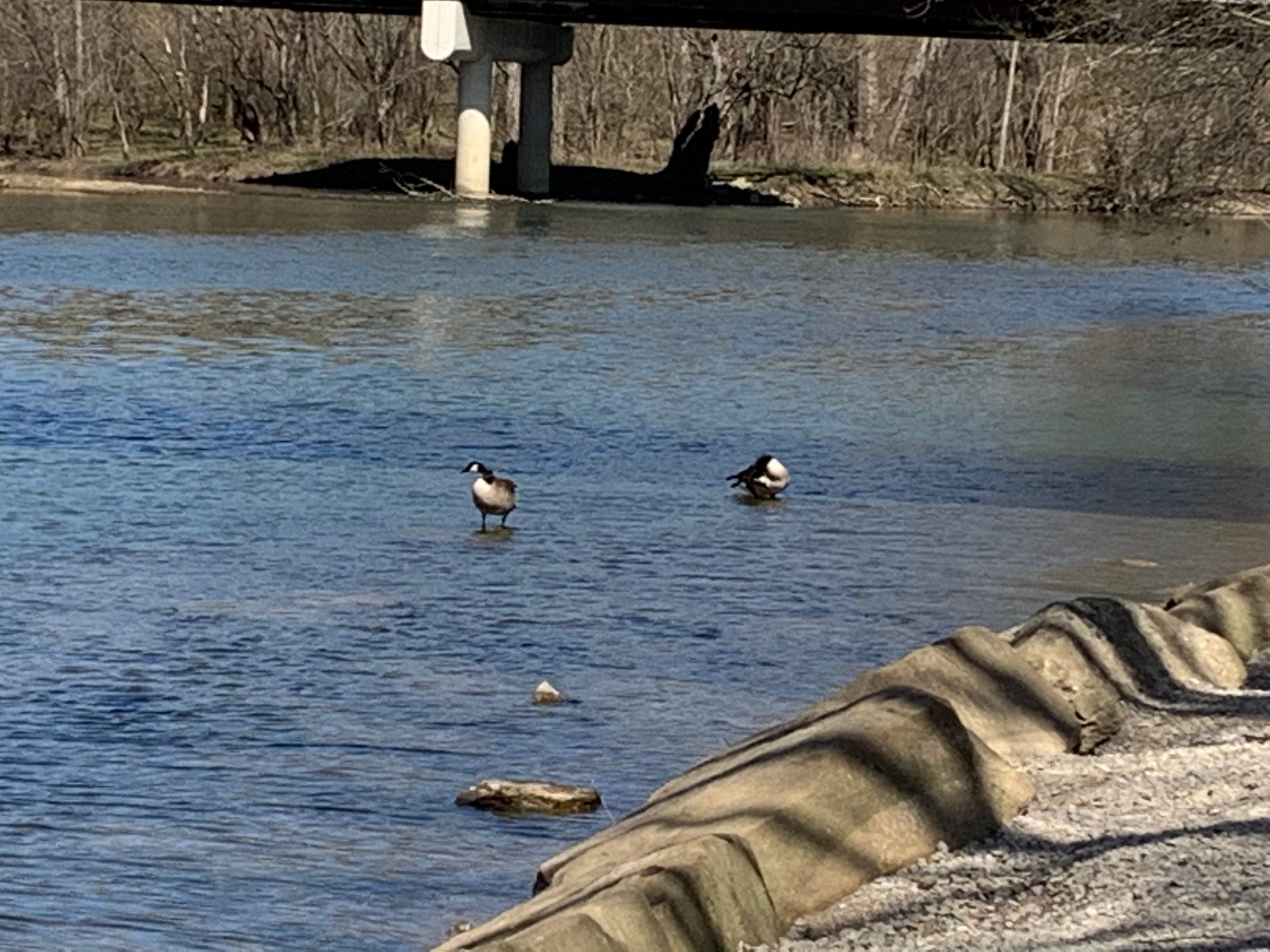 Battelle Darby Creek - Ducks in creek.jpeg