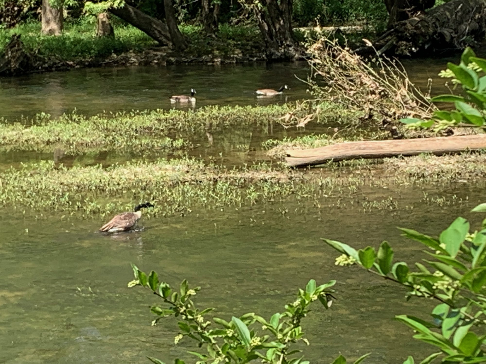 Battelle Darby Creek - Geese in creek 1.jpeg