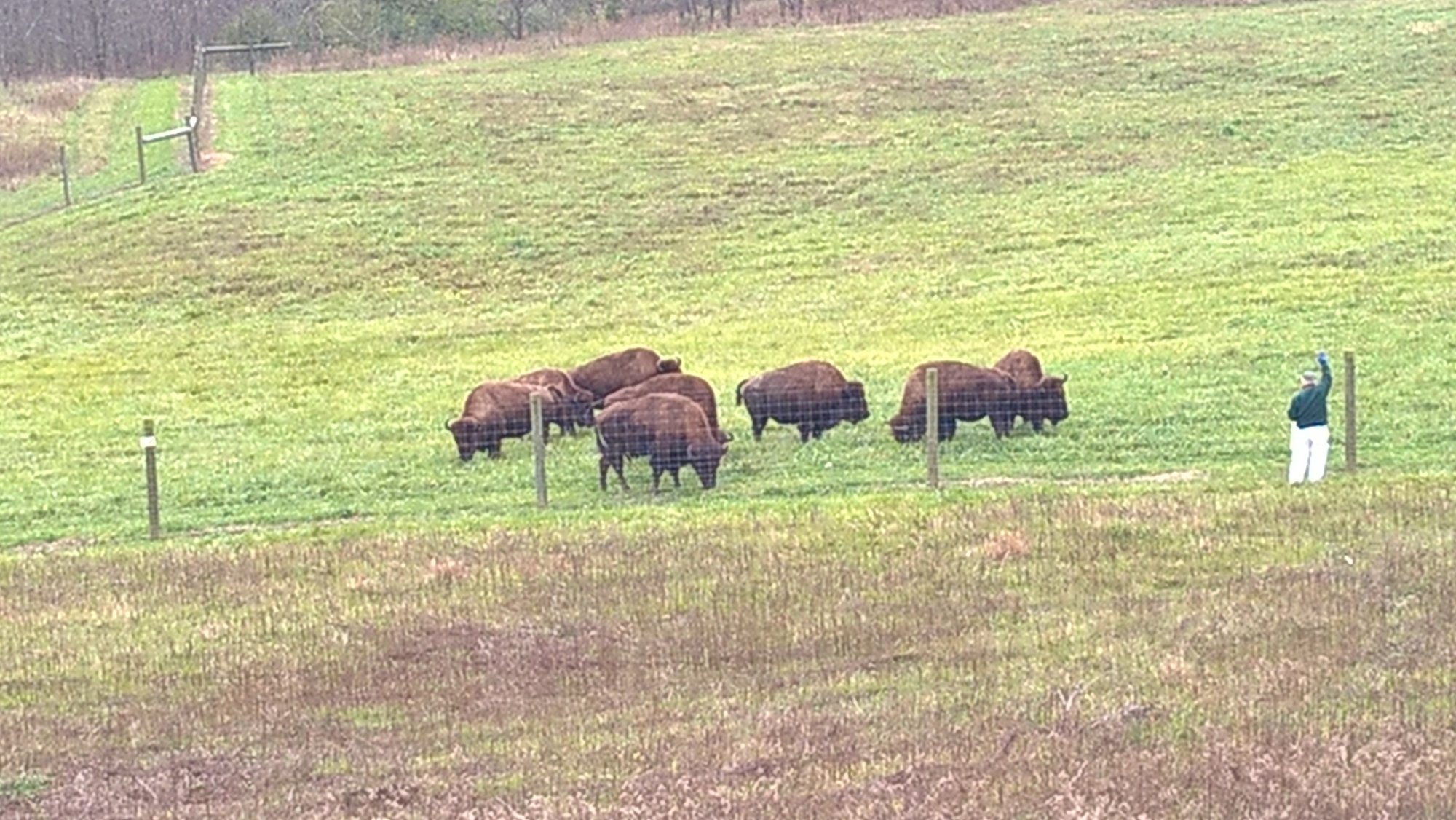 Battelle Darby Creek park - Bison herd 3.jpg