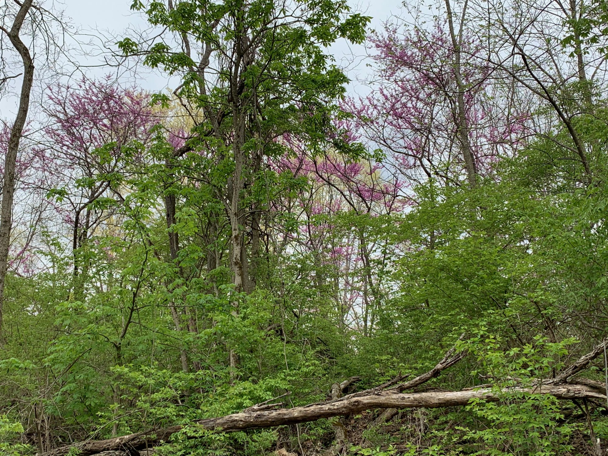 Battelle Darby Creek - Purple blooms near Camp Chase Trail 2.jpeg