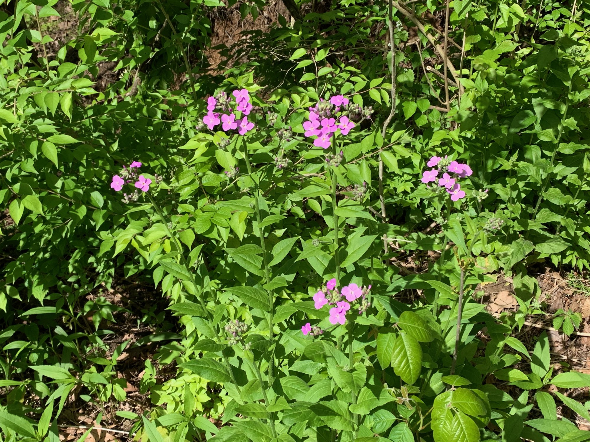 Battelle Darby Creek - Purple wildflowers.jpeg