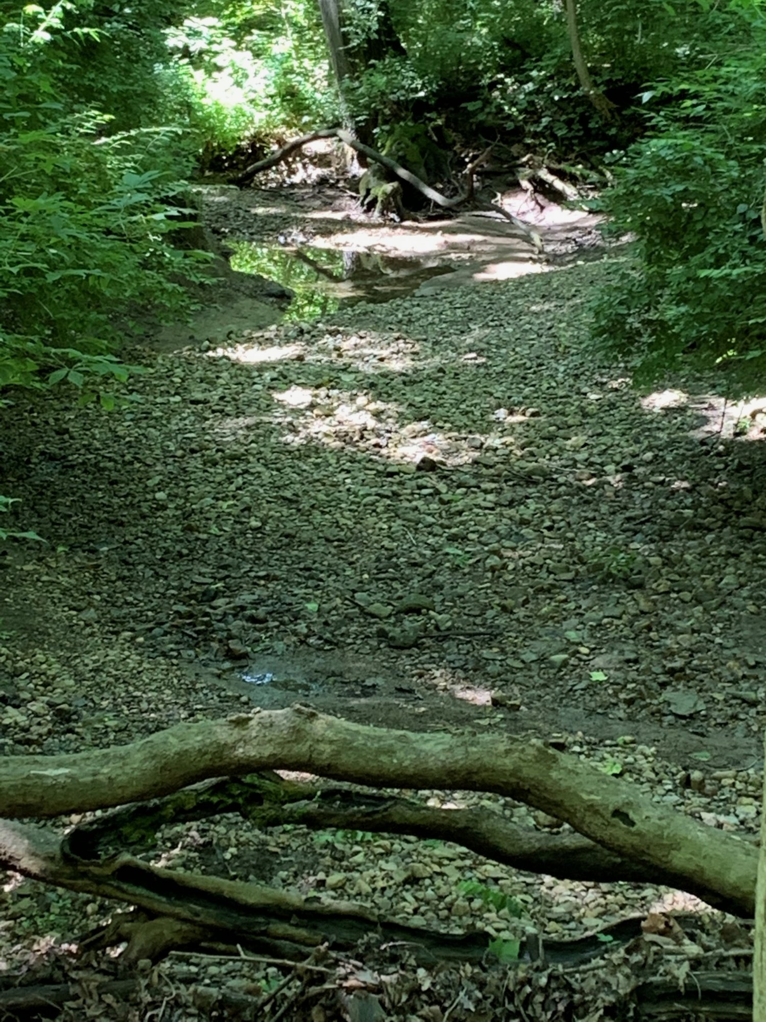 Battelle Darby Creek - Small creek at foot of hill 2021-06-05.jpeg