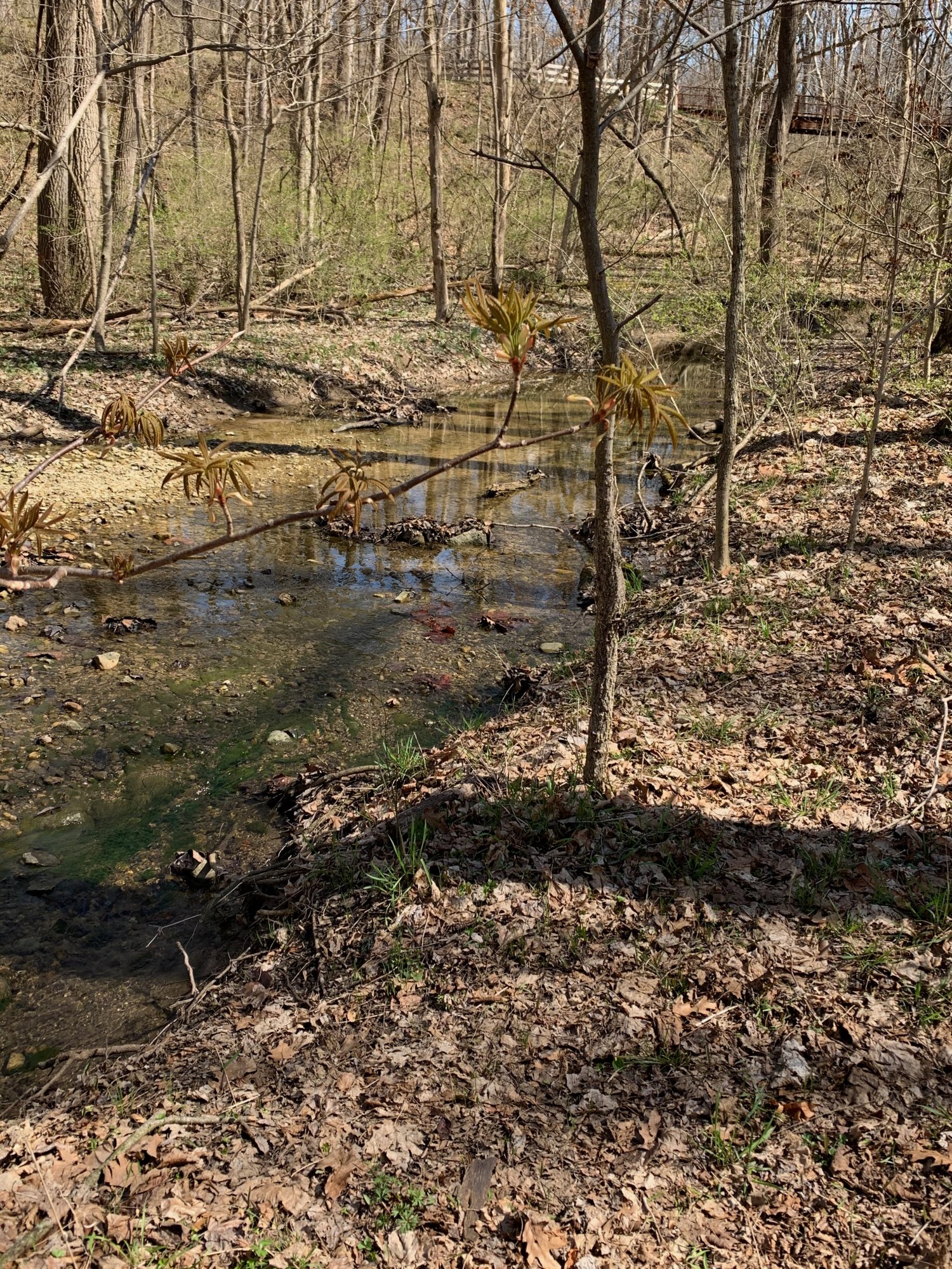 Battelle Darby Creek - Stream.jpeg