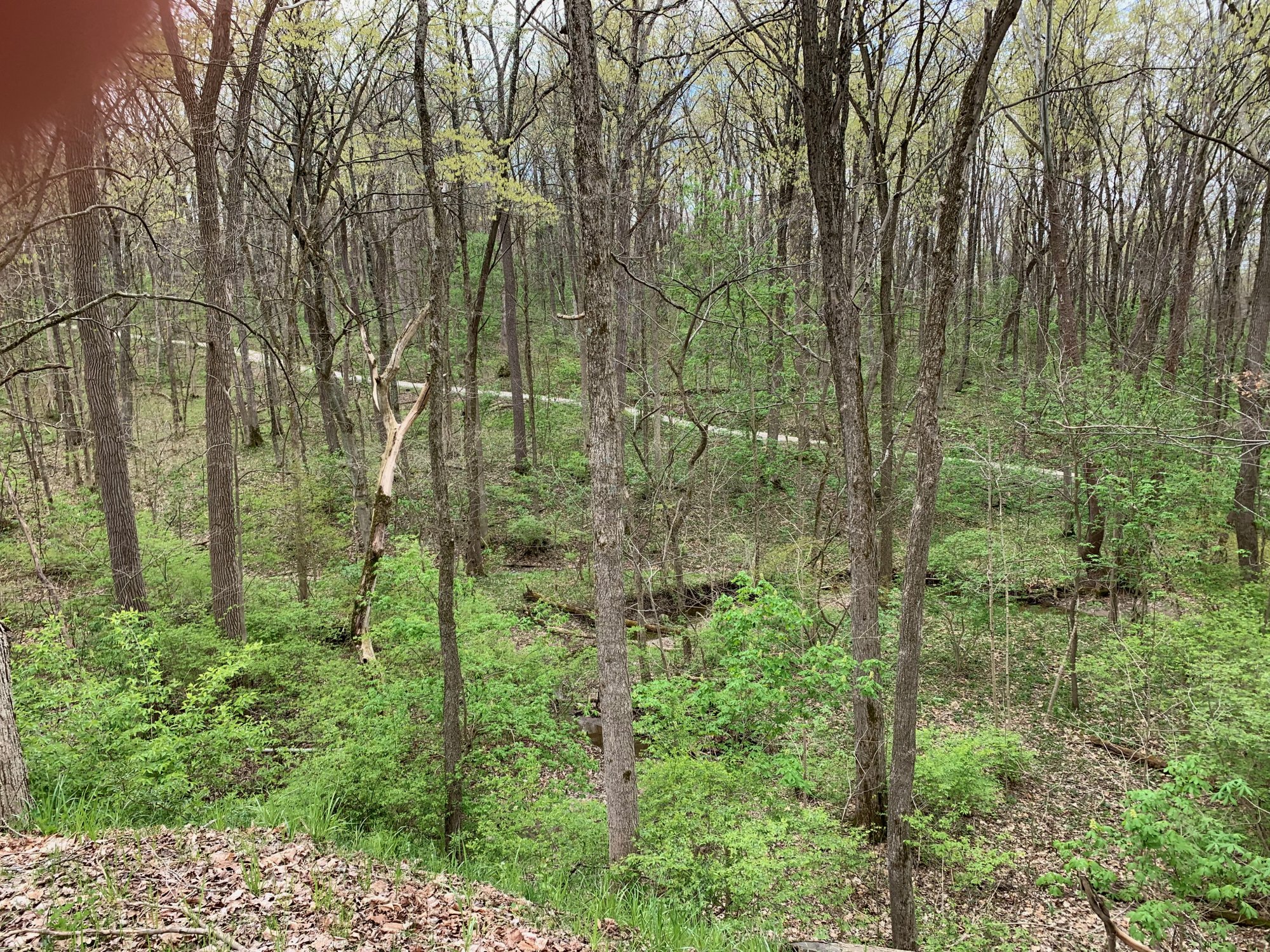 Battelle Darby Creek - Terrace Trail hill from Camp Chase Trail 1.jpeg