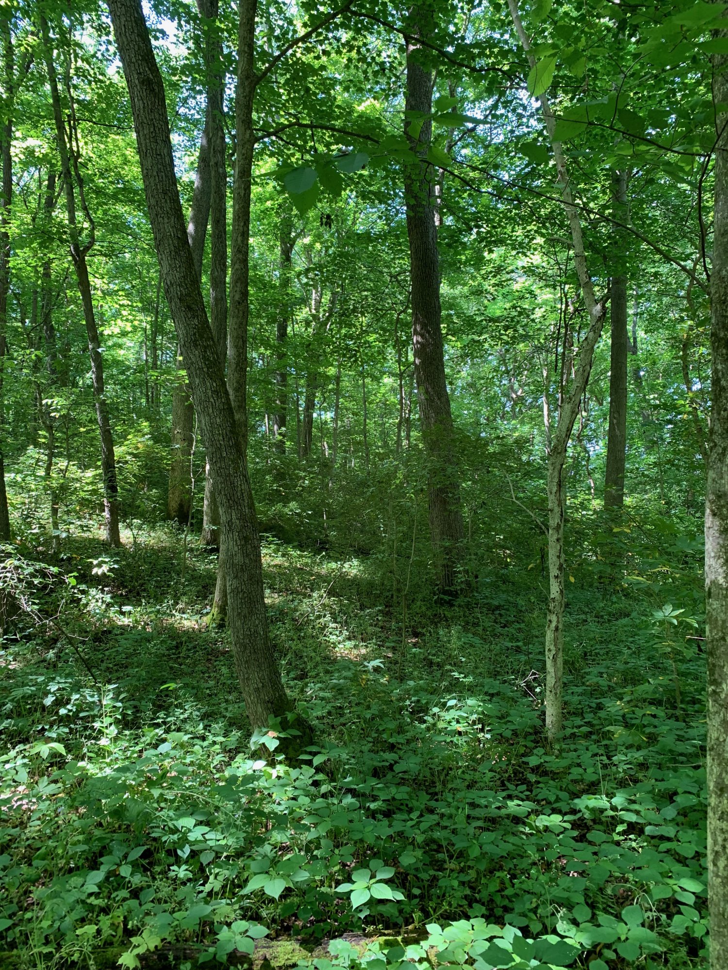 Battelle Darby Creek - Terrace Trail - Woods near trail 2.jpeg