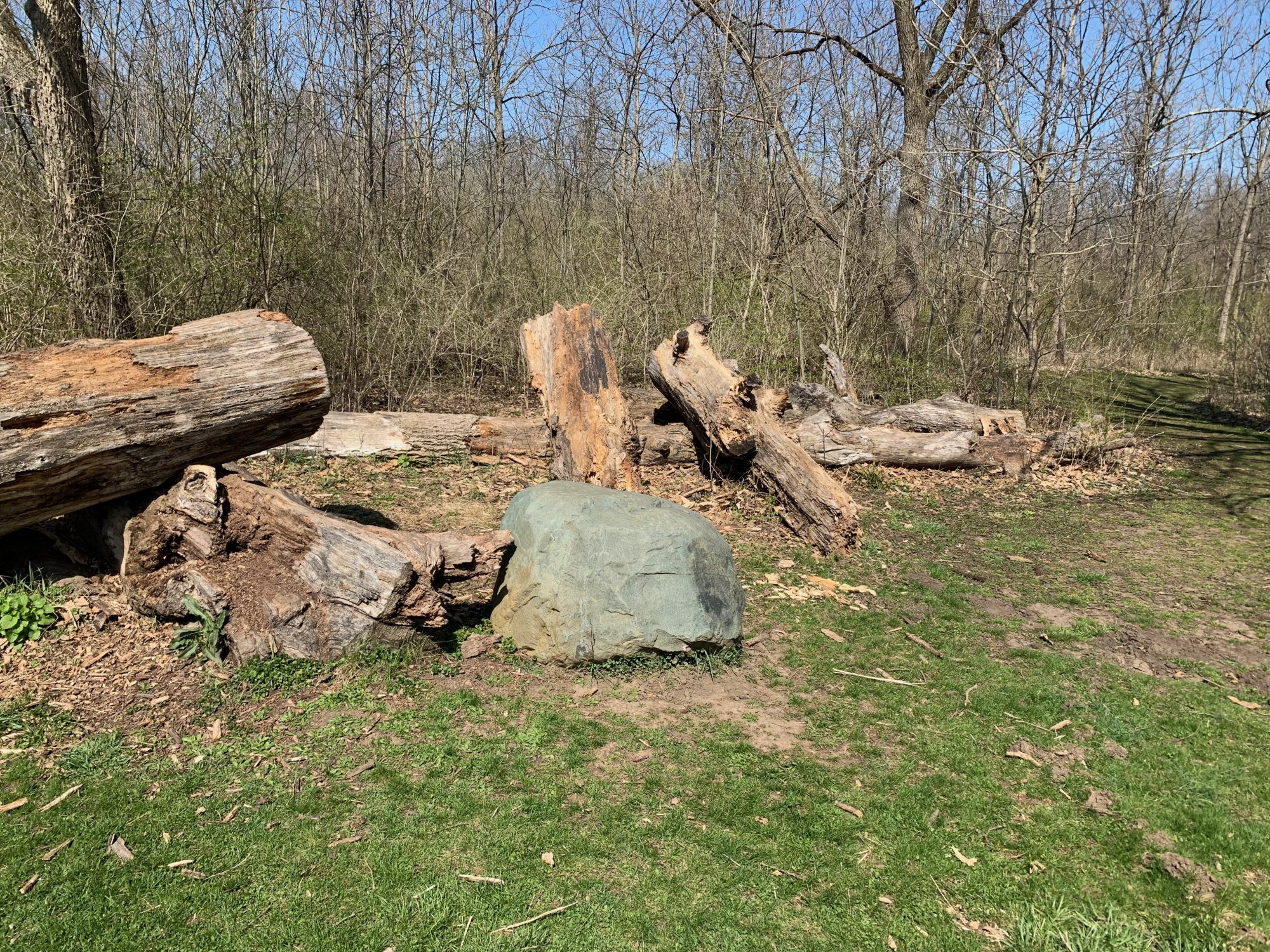 Battelle Darby Creek - Tree cut into pieces.jpeg