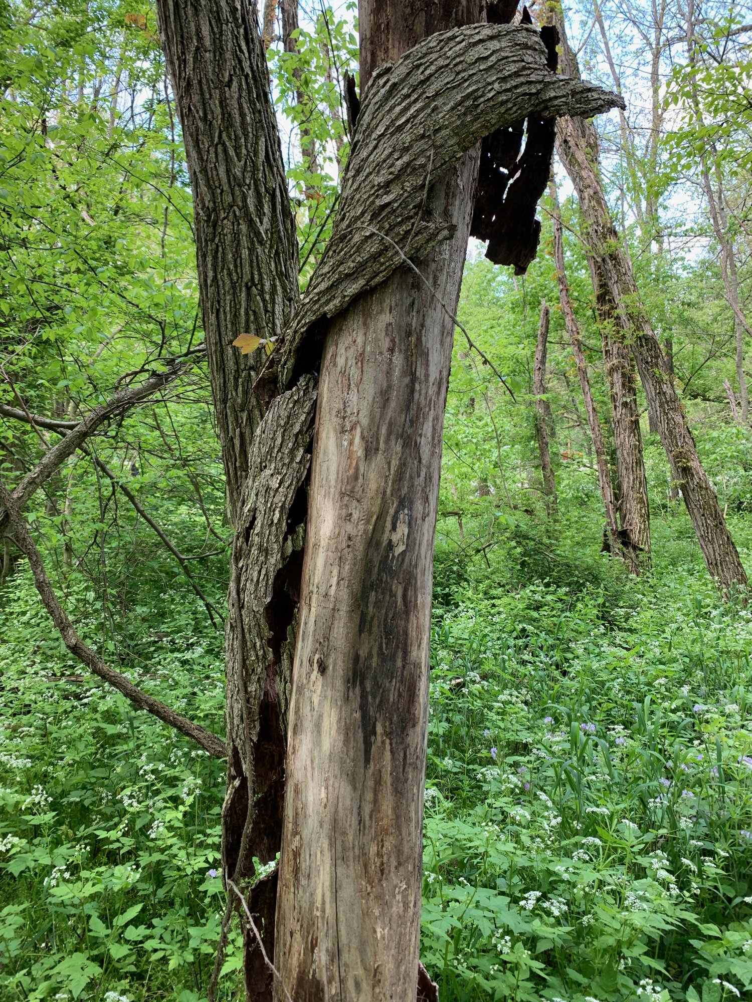 Battelle Darby Creek - Tree losing bark.jpeg