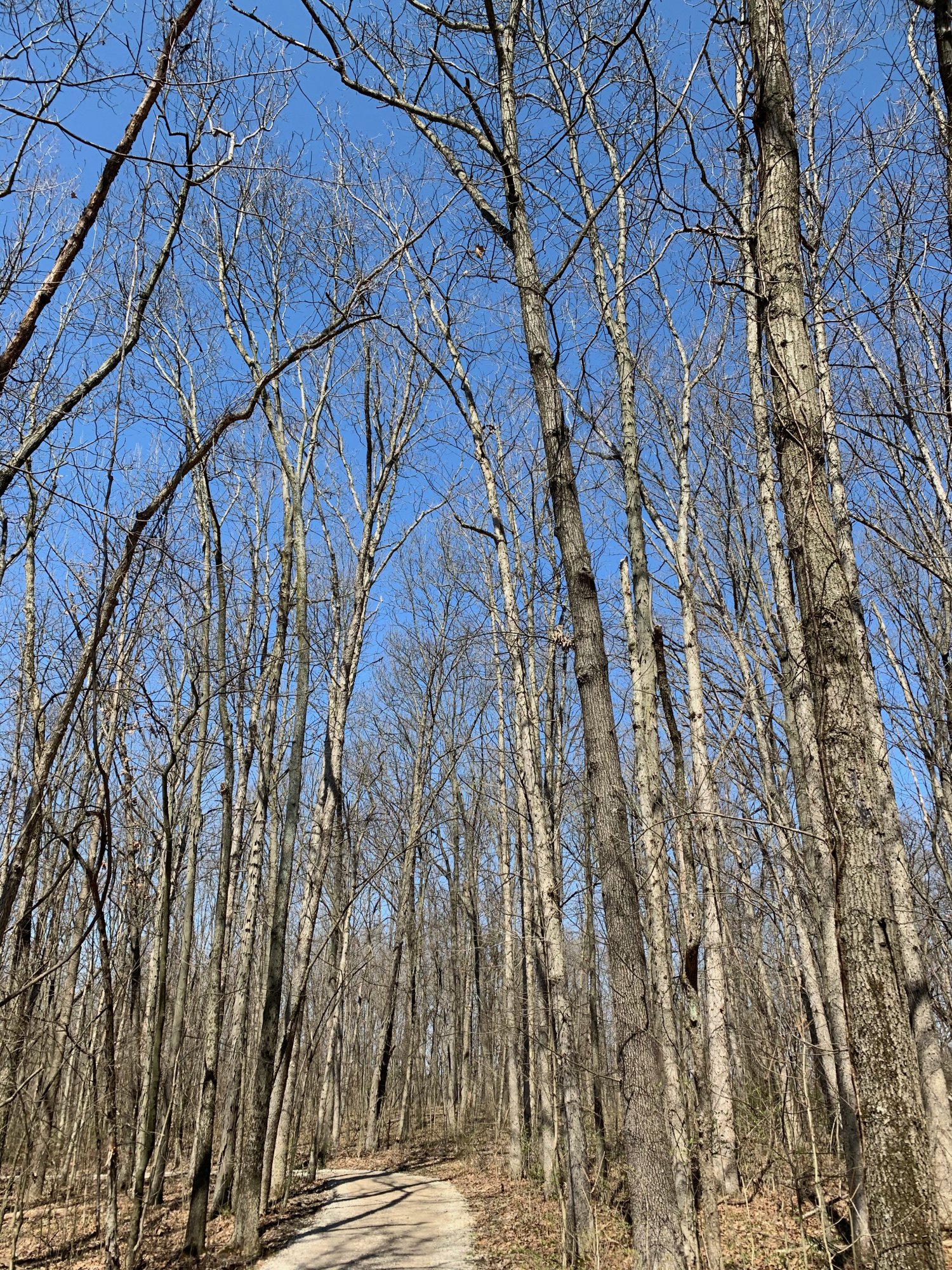 Battelle Darby Creek - Trees at top of clockwise hill.jpeg