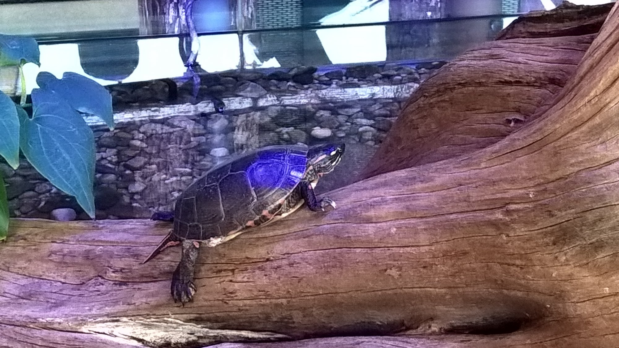 Battelle Darby Creek - Turtle in visitors center 1.jpg