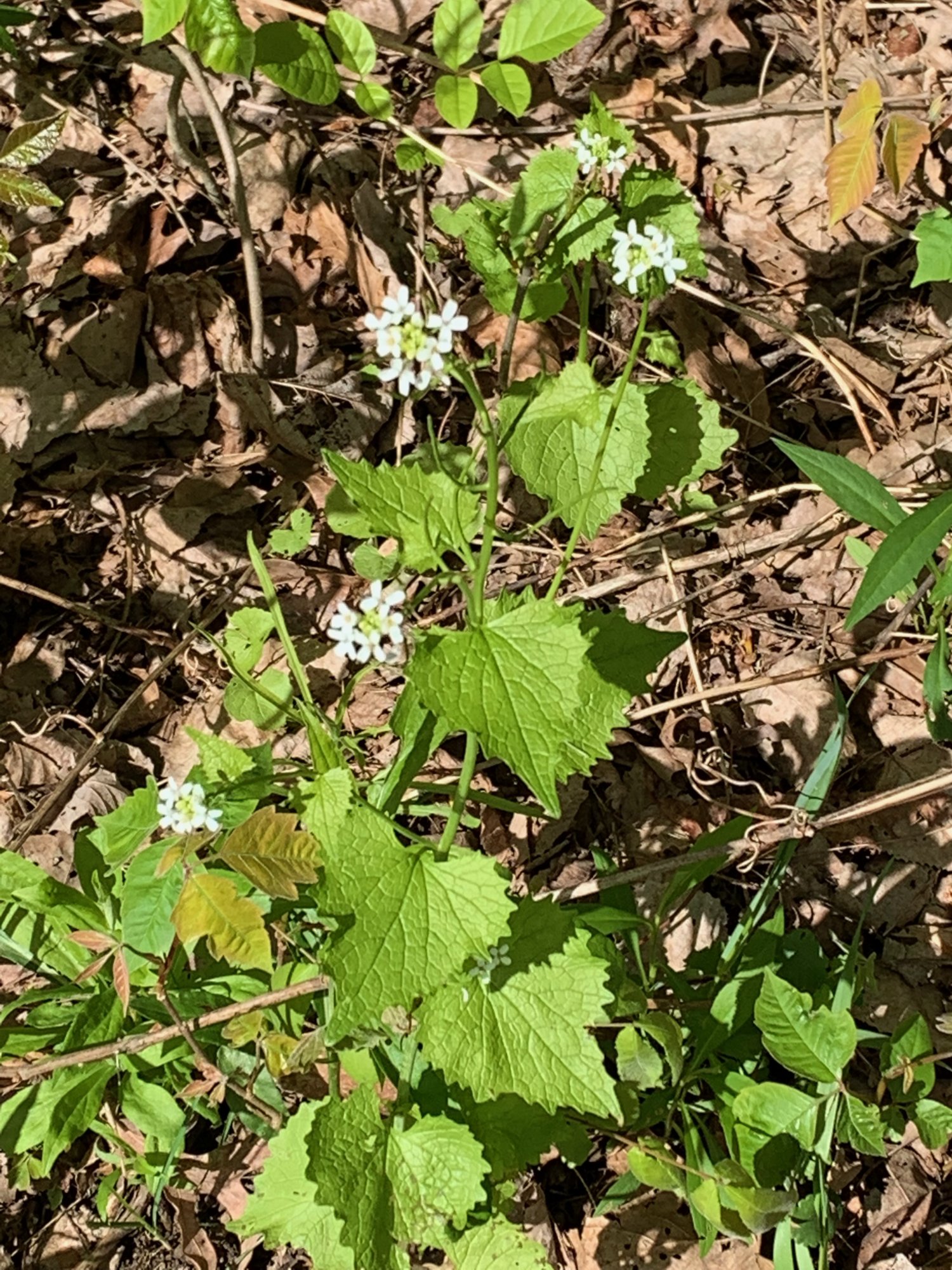 Battelle Darby Creek - White wildflowers.jpeg