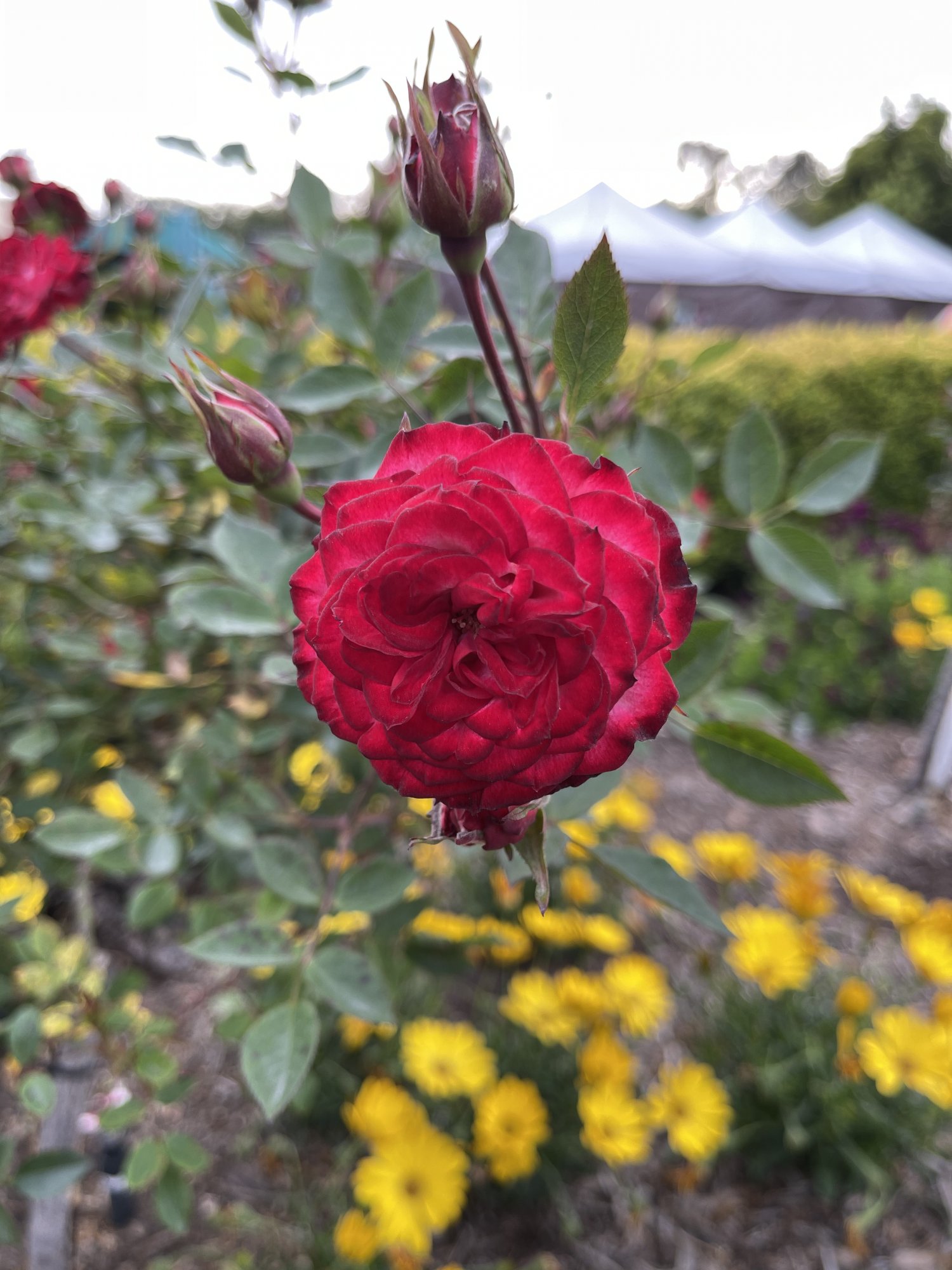 BB698D5C-9953-45A7-A7D6-7D6E47AE330A.jpeg