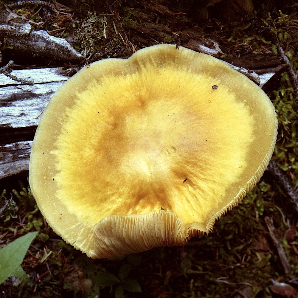 BC75_8_5Mushroom2A.jpg