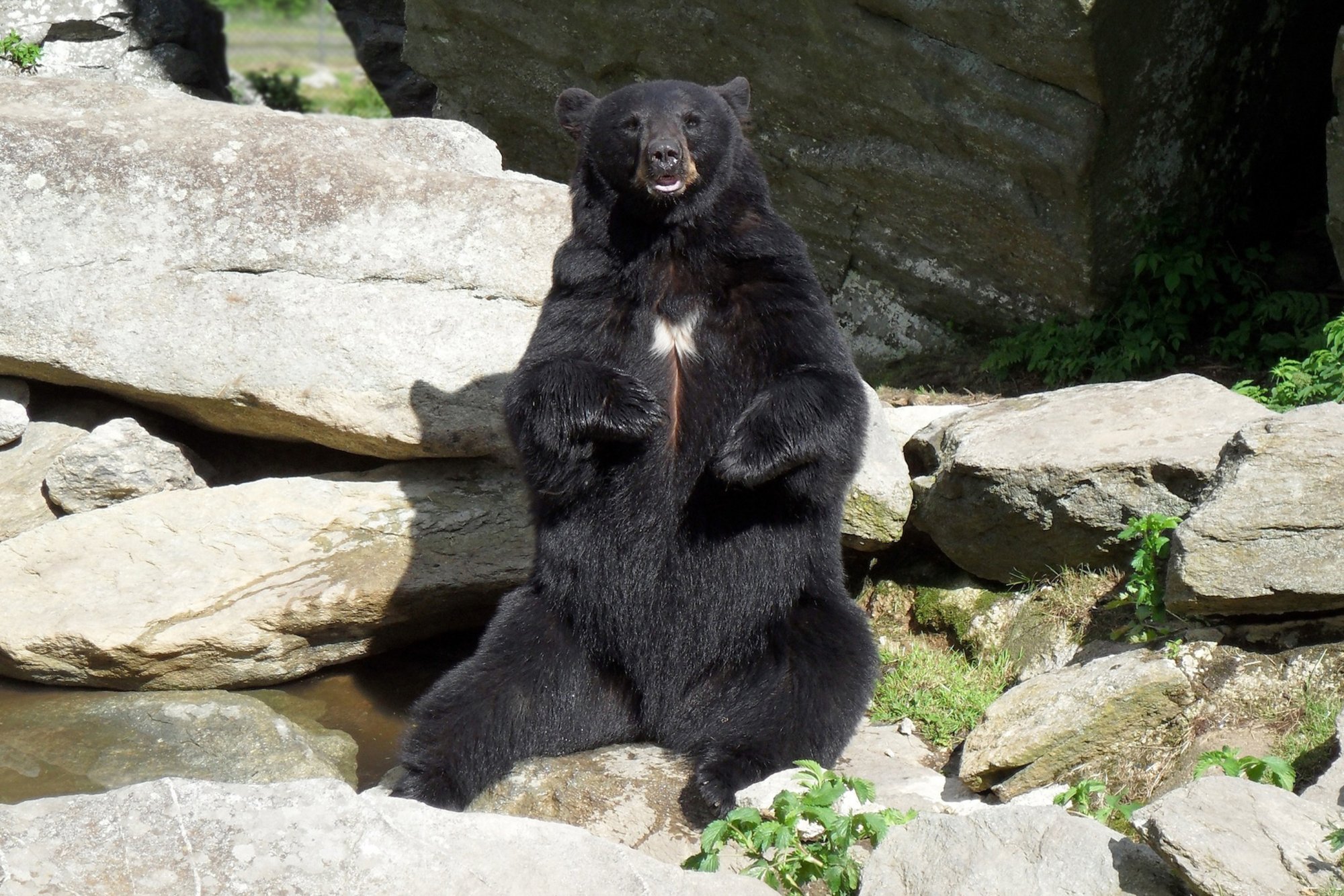 Bear 5-30-2010a.jpg