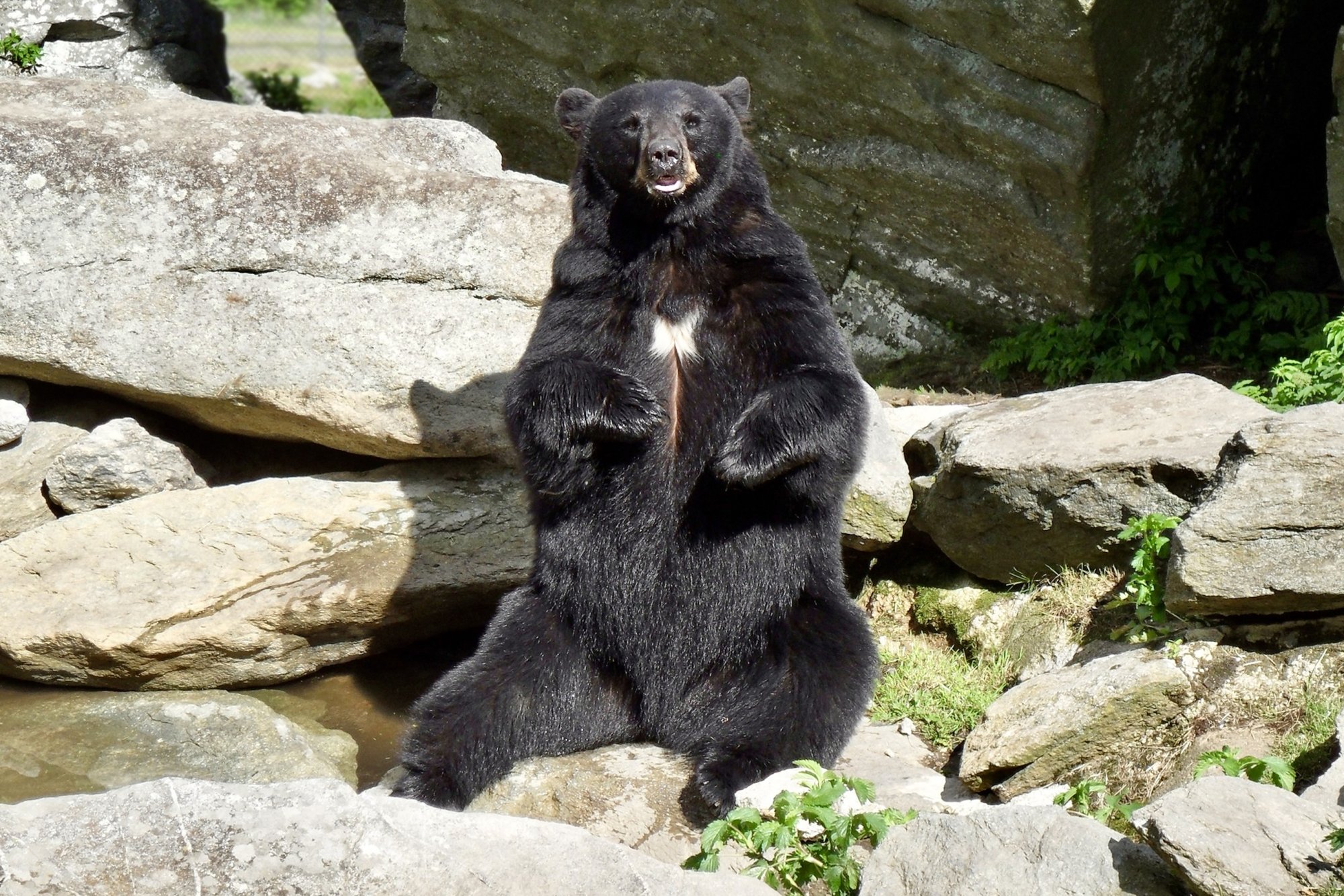 Bear 5-30-2010a.jpg