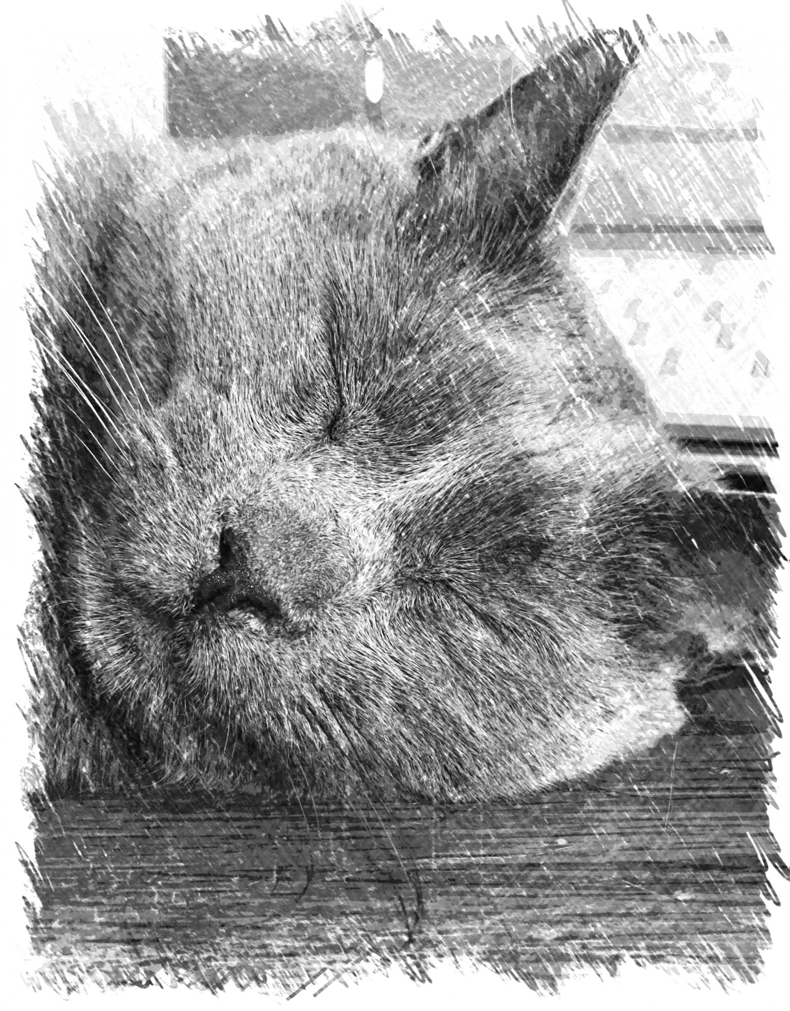 Bear B&W Portrait.jpeg