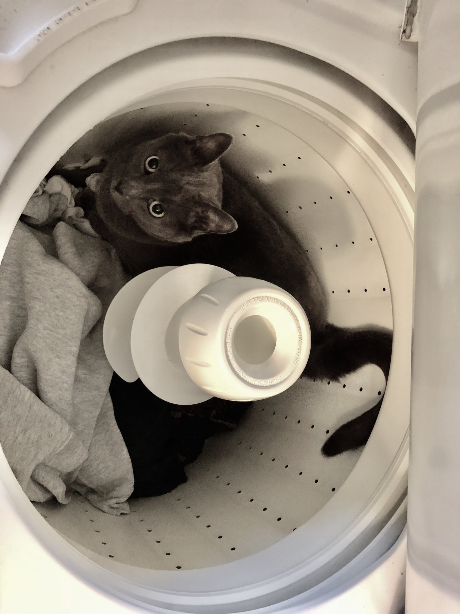 Bear in the wash.jpg