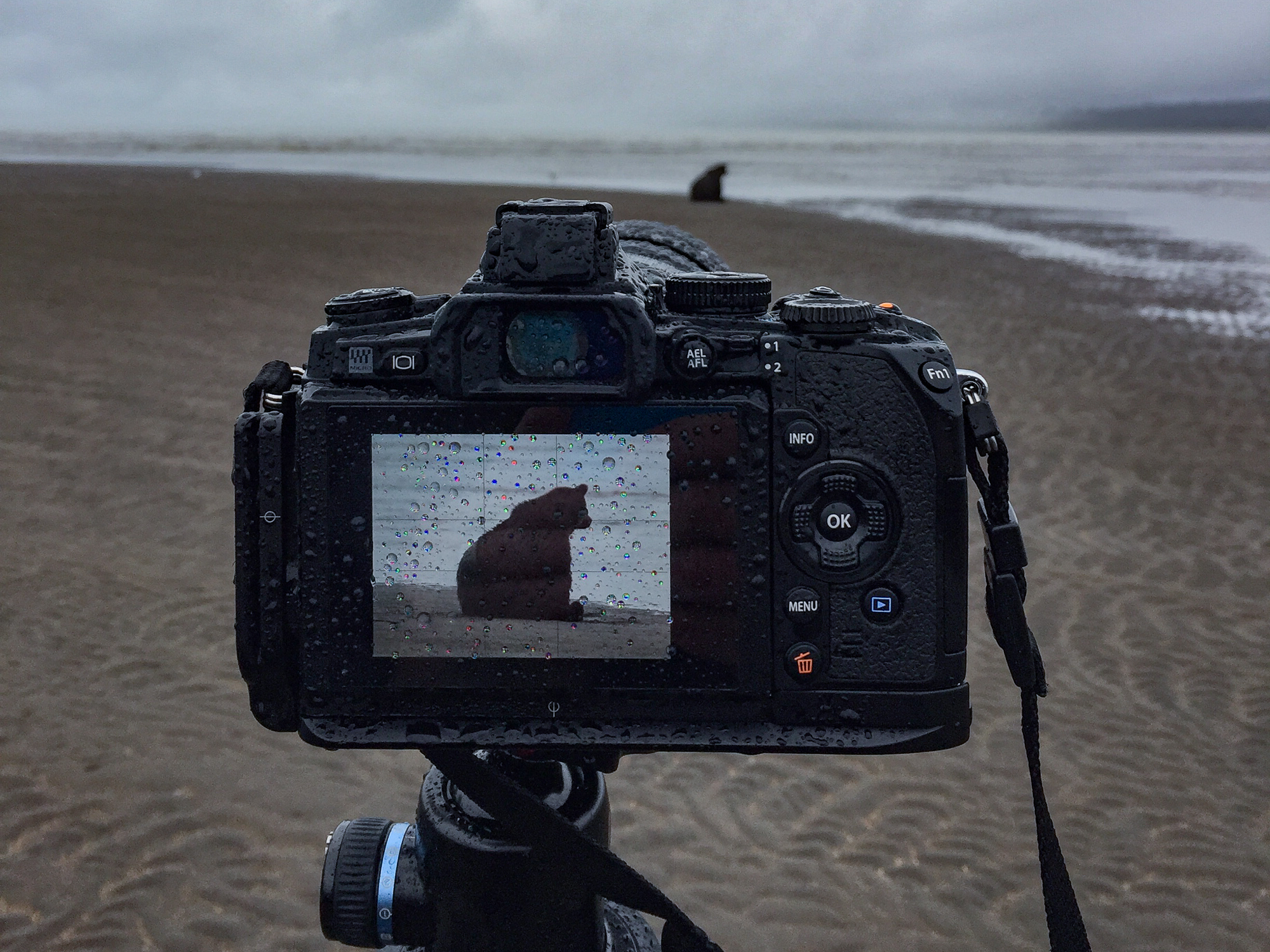 Bear on Beach.jpg