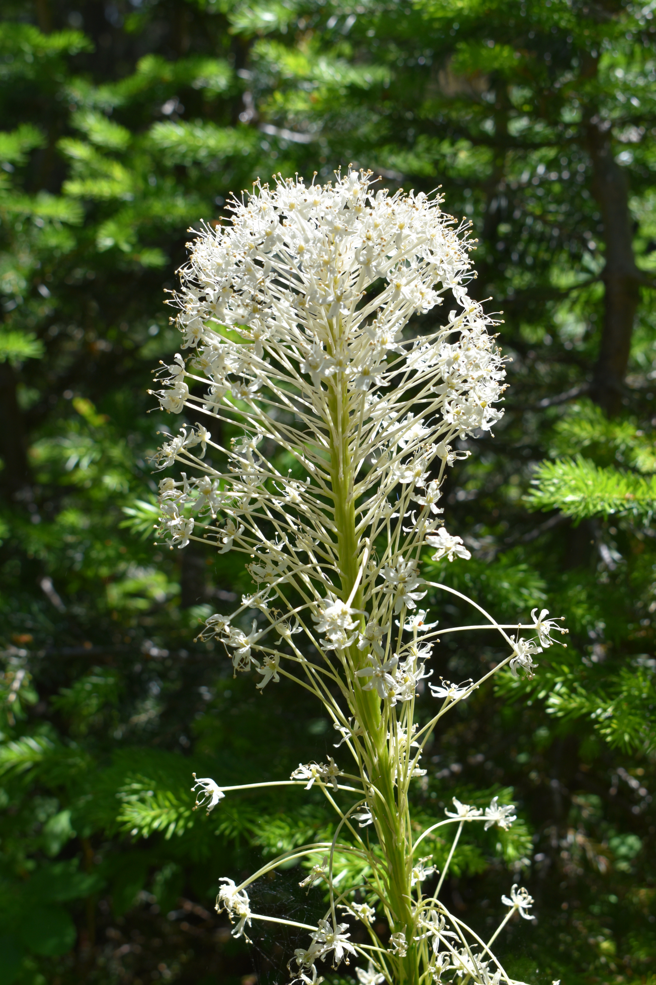 bear_grass_horse_mtn.jpeg