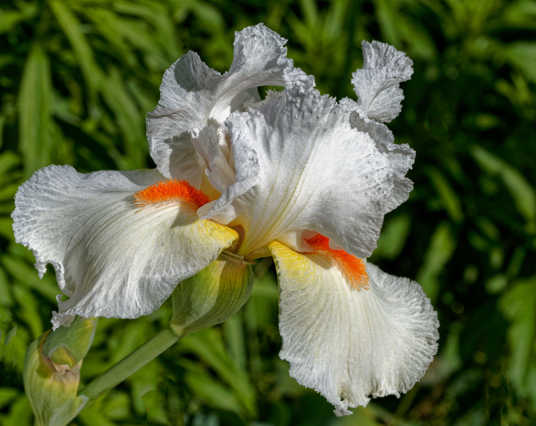 Bearded Iris in Bloom.jpeg