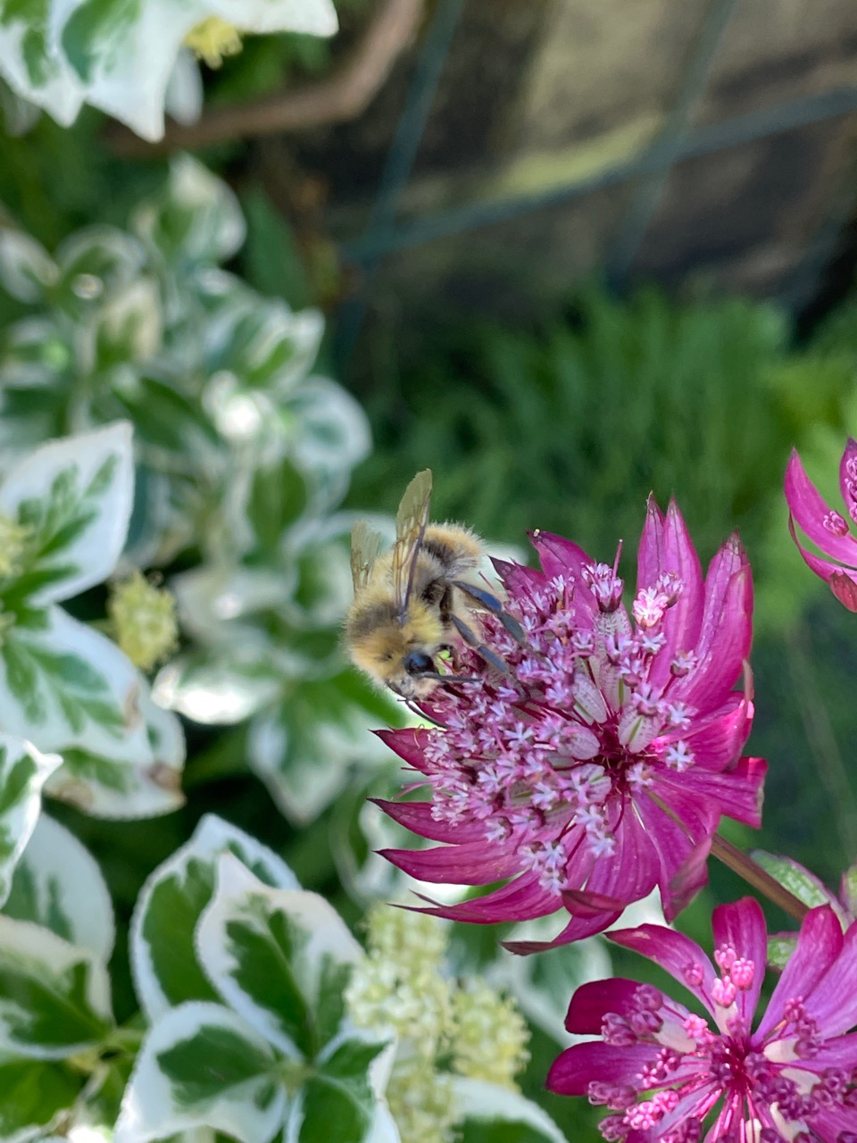 Bee at work on red astrantia.jpg