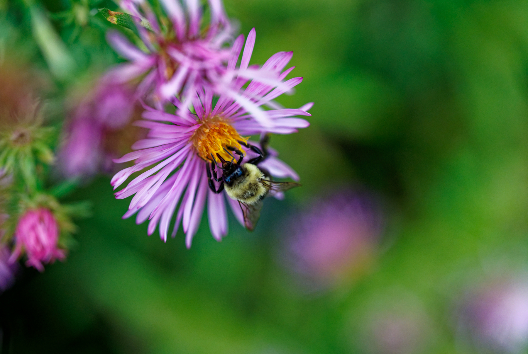 Bee in a Flower.jpeg