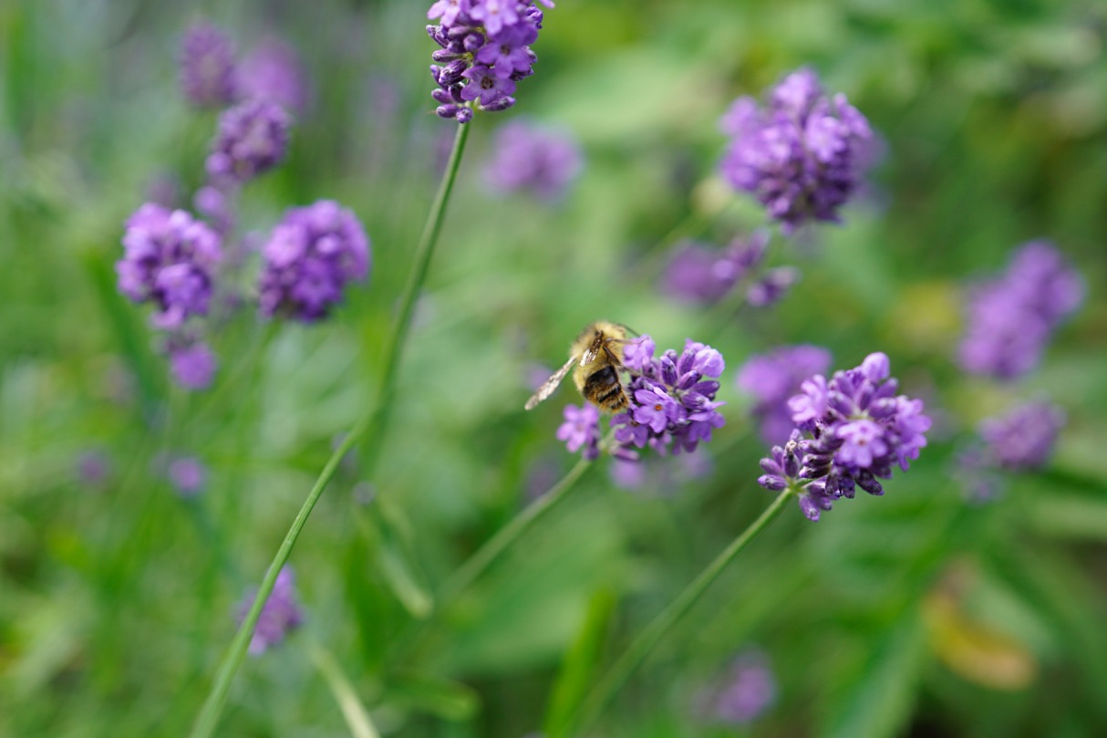 Bee on lavander.jpg