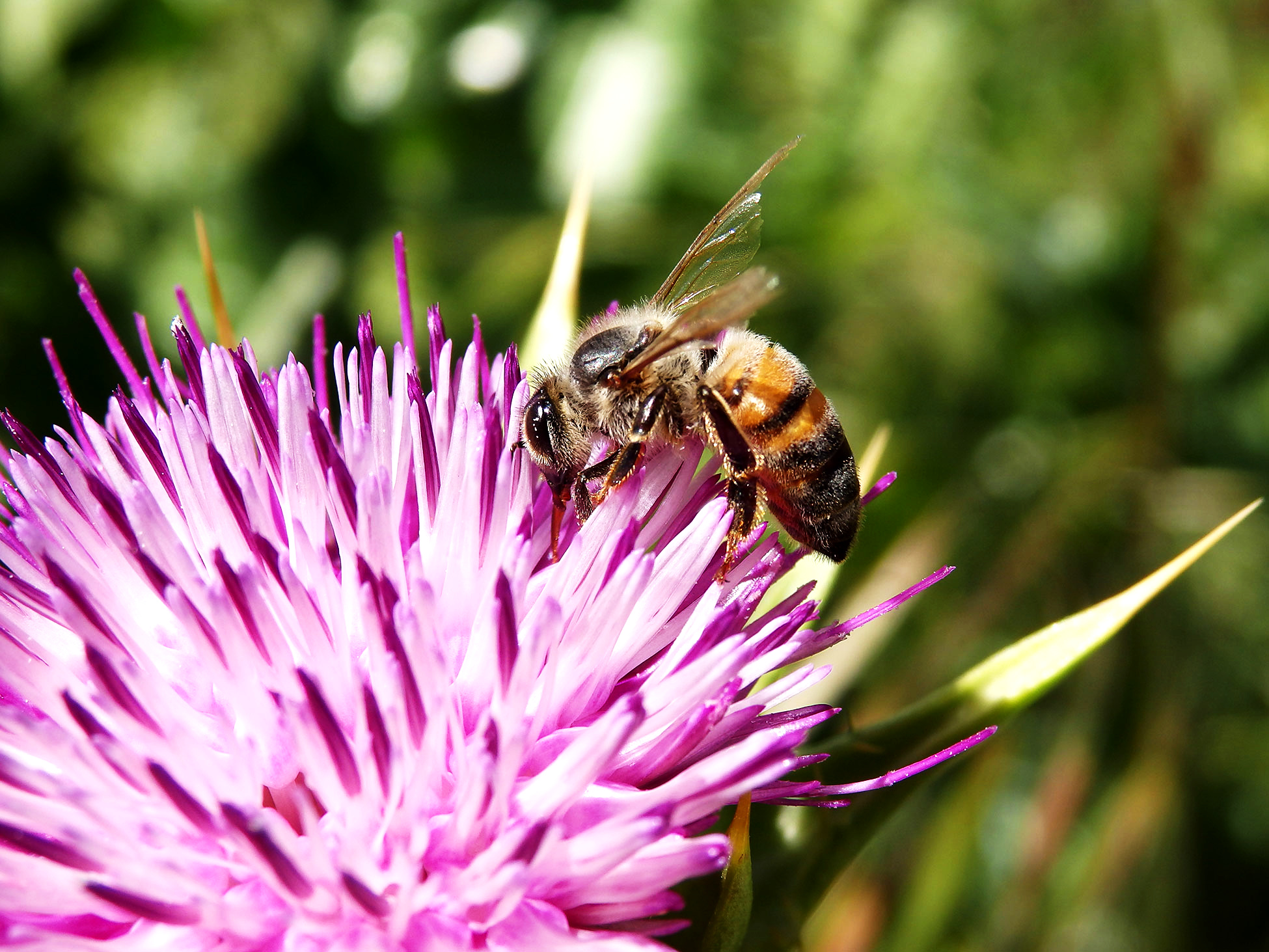 bee-on-thistle-flower 2.jpg