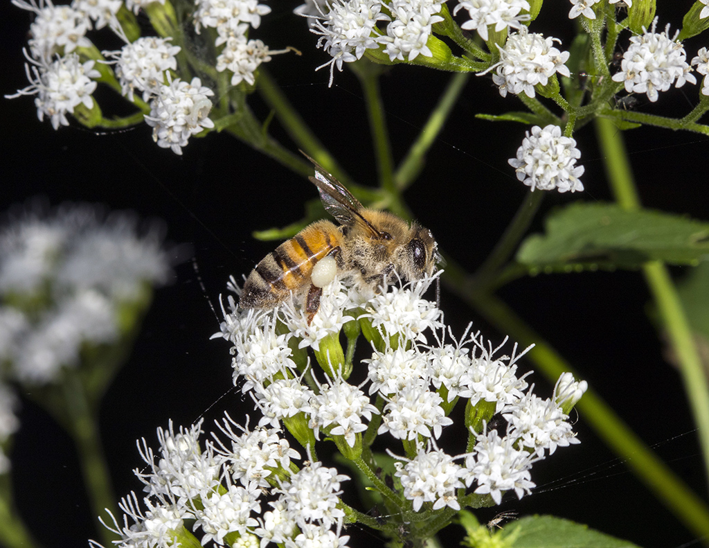 bee1crop1024.jpg