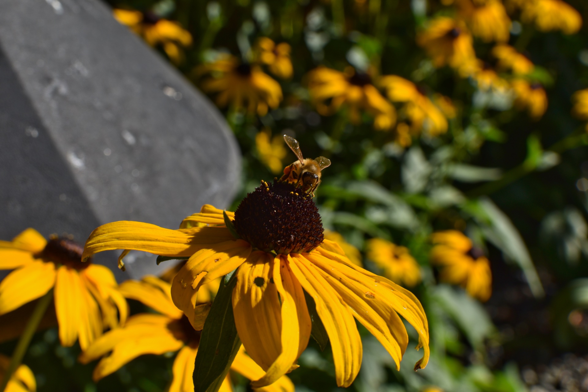 bee_on_black_eyed_susans-1.jpeg