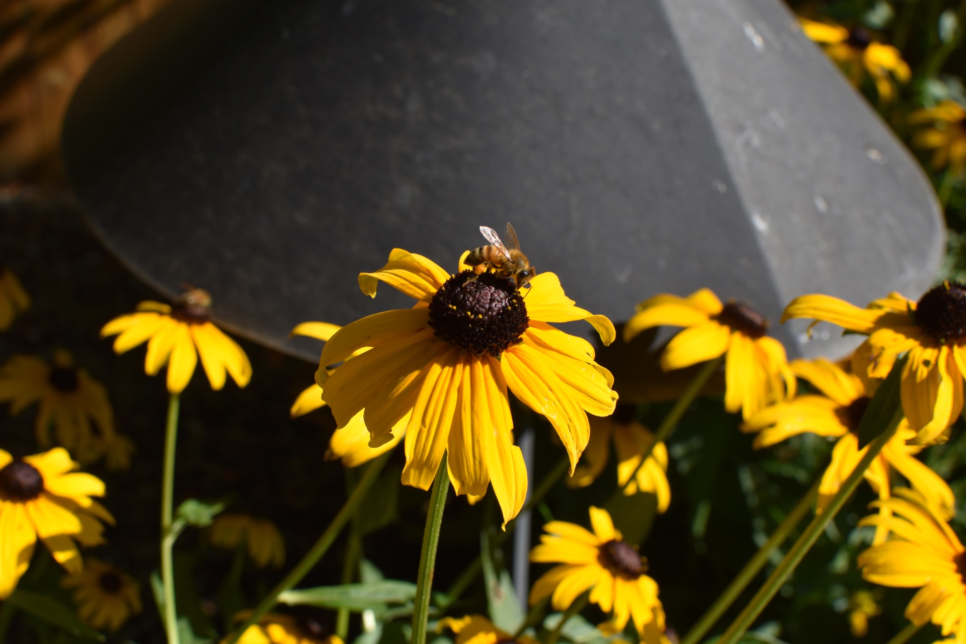 bee_on_black_eyed_susans-2.jpeg