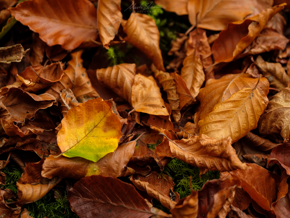 Beech Leaves small PL.png