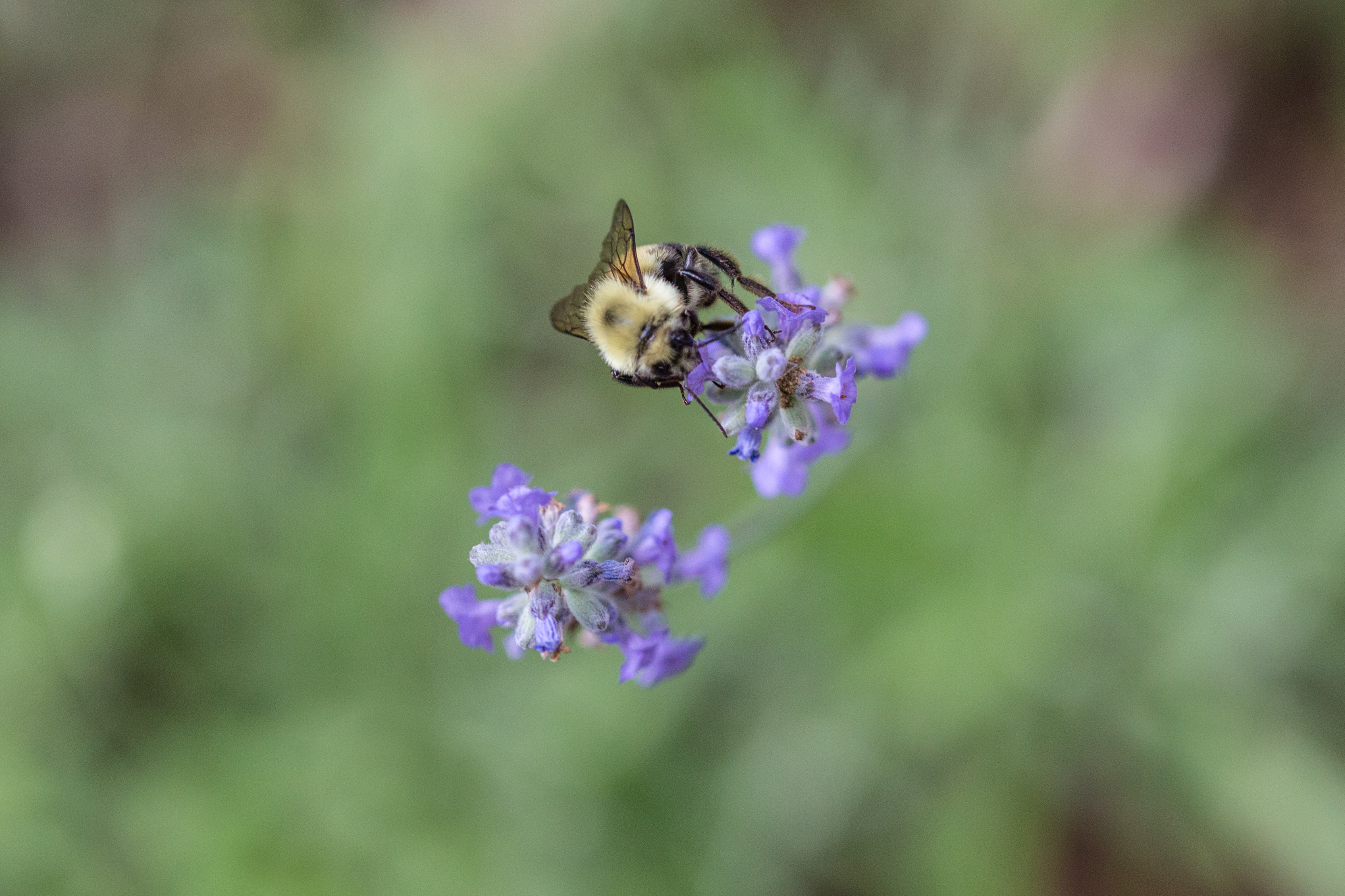 bees_butterfly_flowers-1.jpg