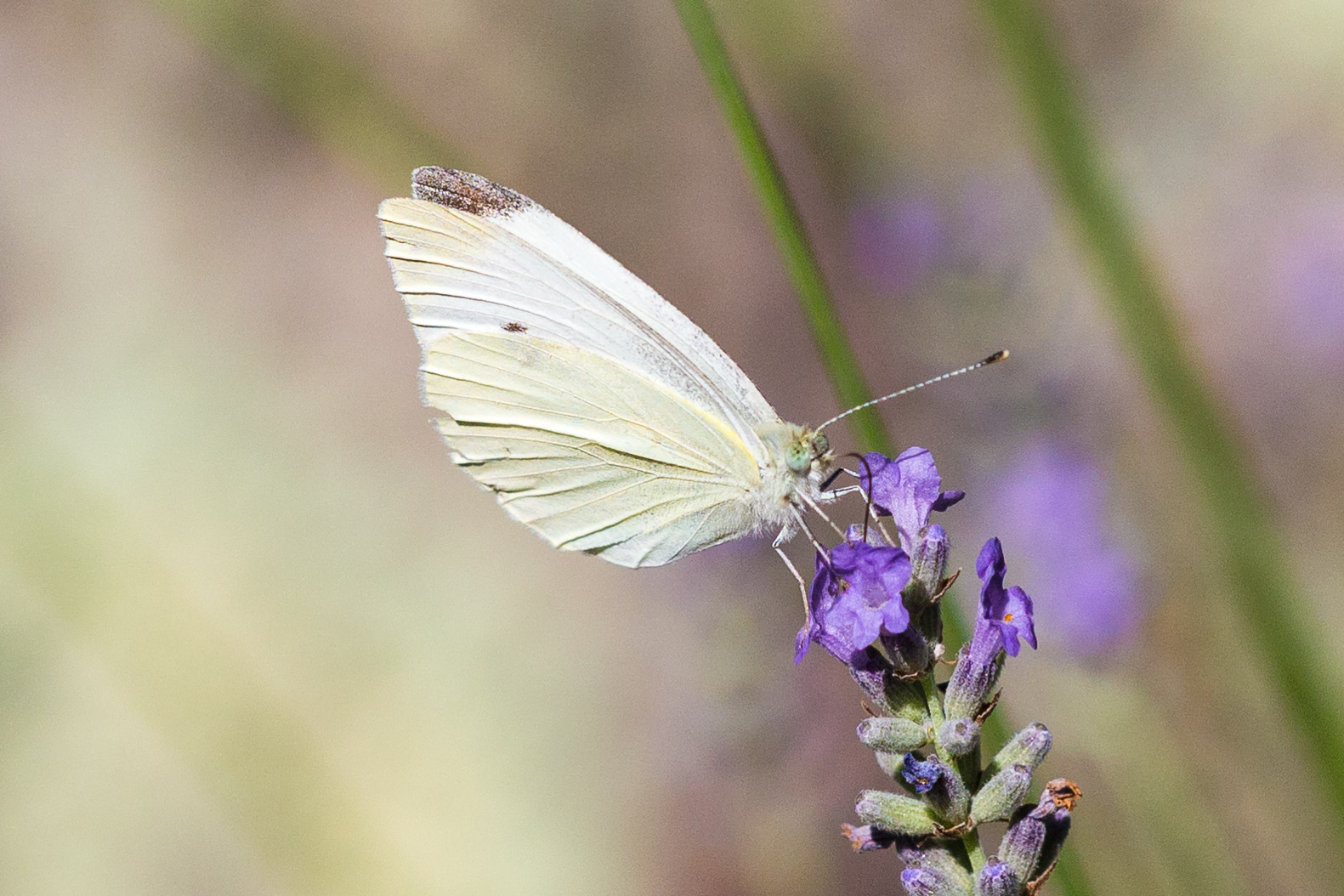 bees_butterfly_flowers-17.jpg