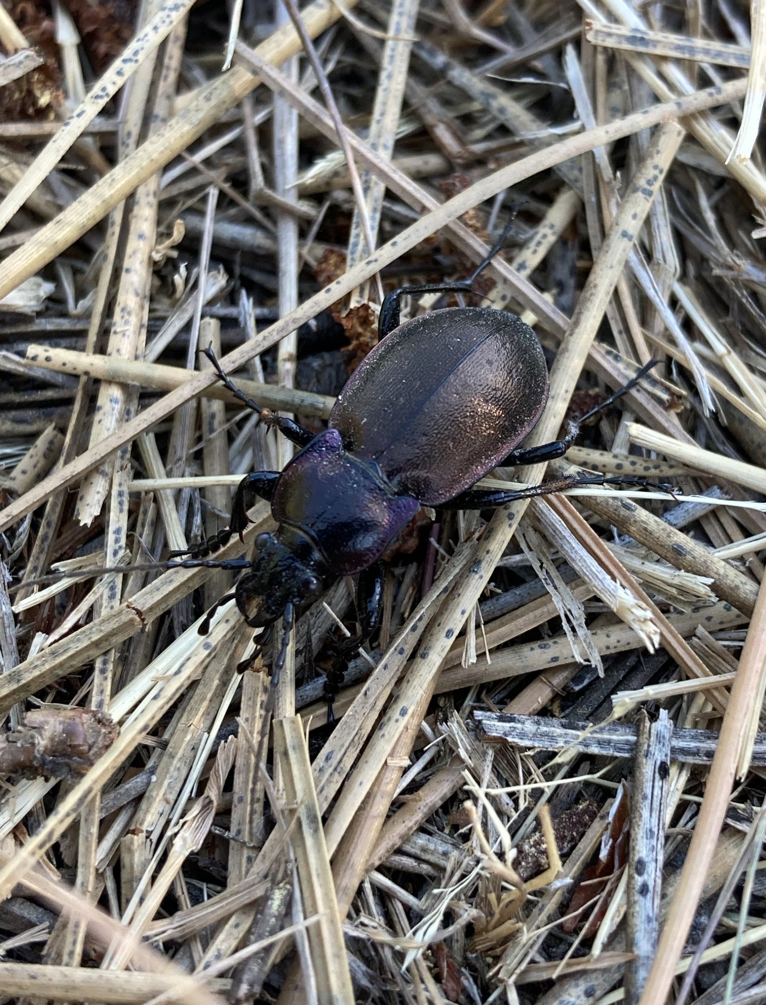 beetle.jpg