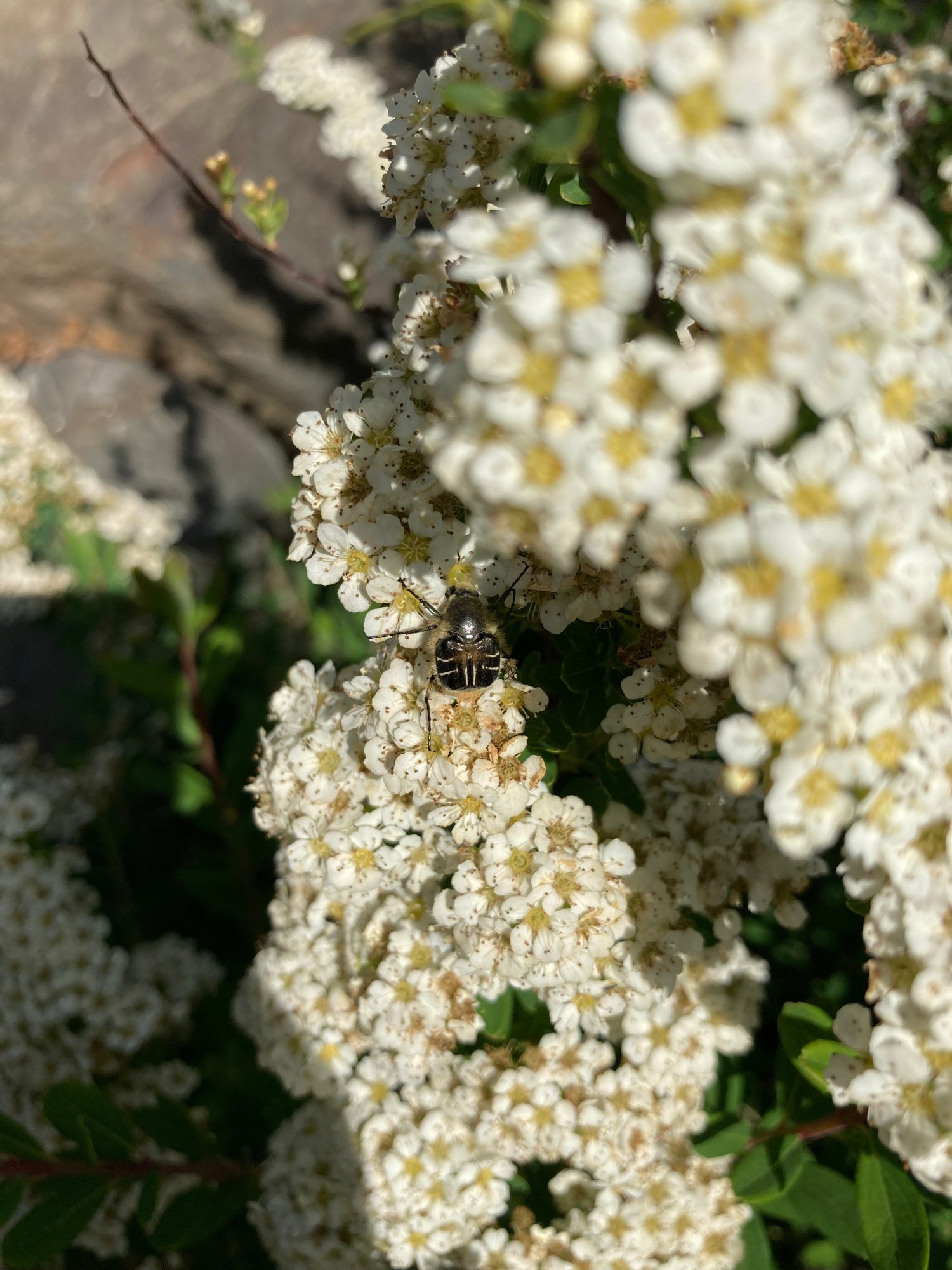 Beetle_BRB_GB_WA-062021.jpeg