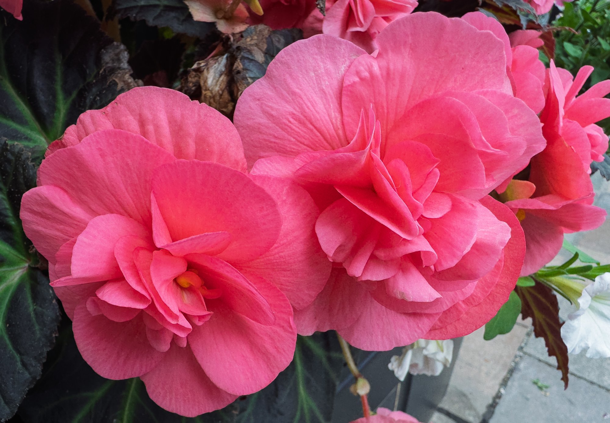 Begonia20250723.jpg