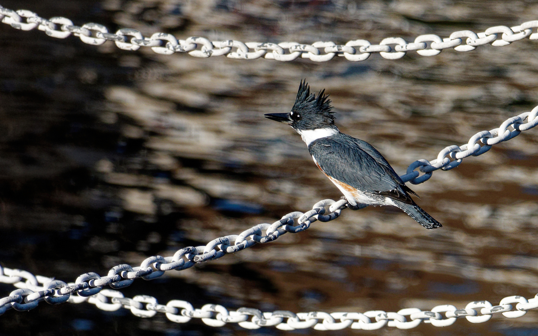 Belted Kingfisher (Female).jpeg