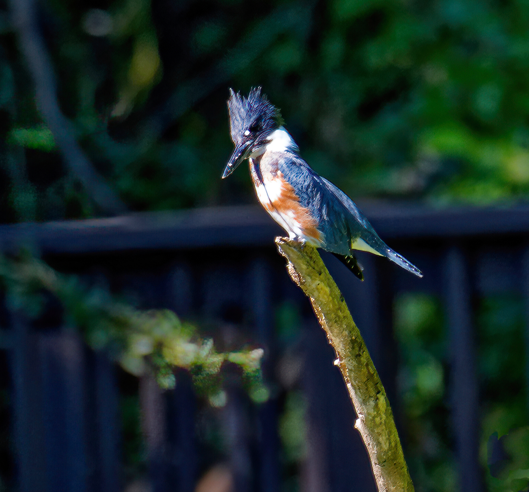 Belted Kingfisher.jpeg