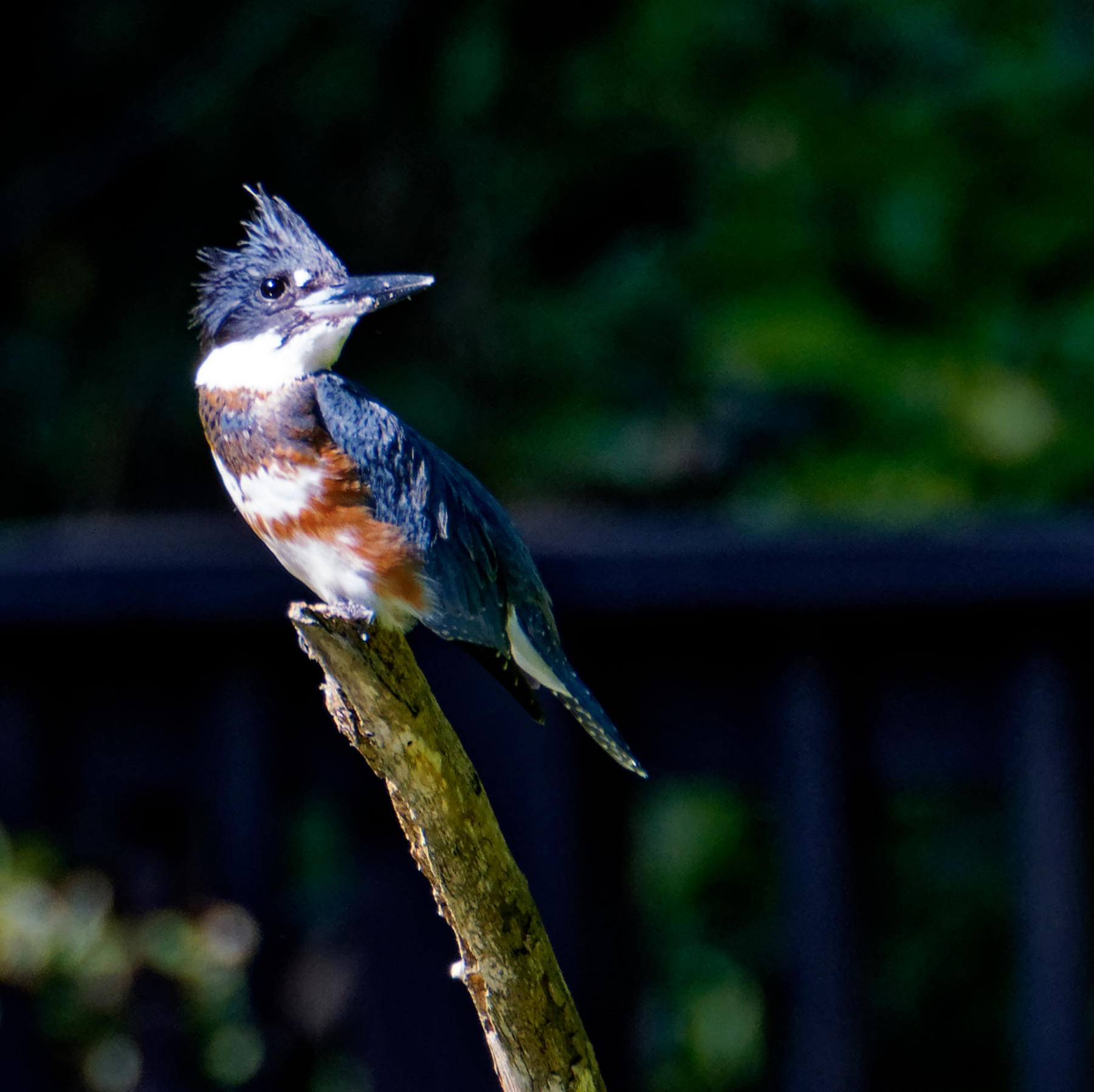 Belted Kingfisher on a Stick.jpeg