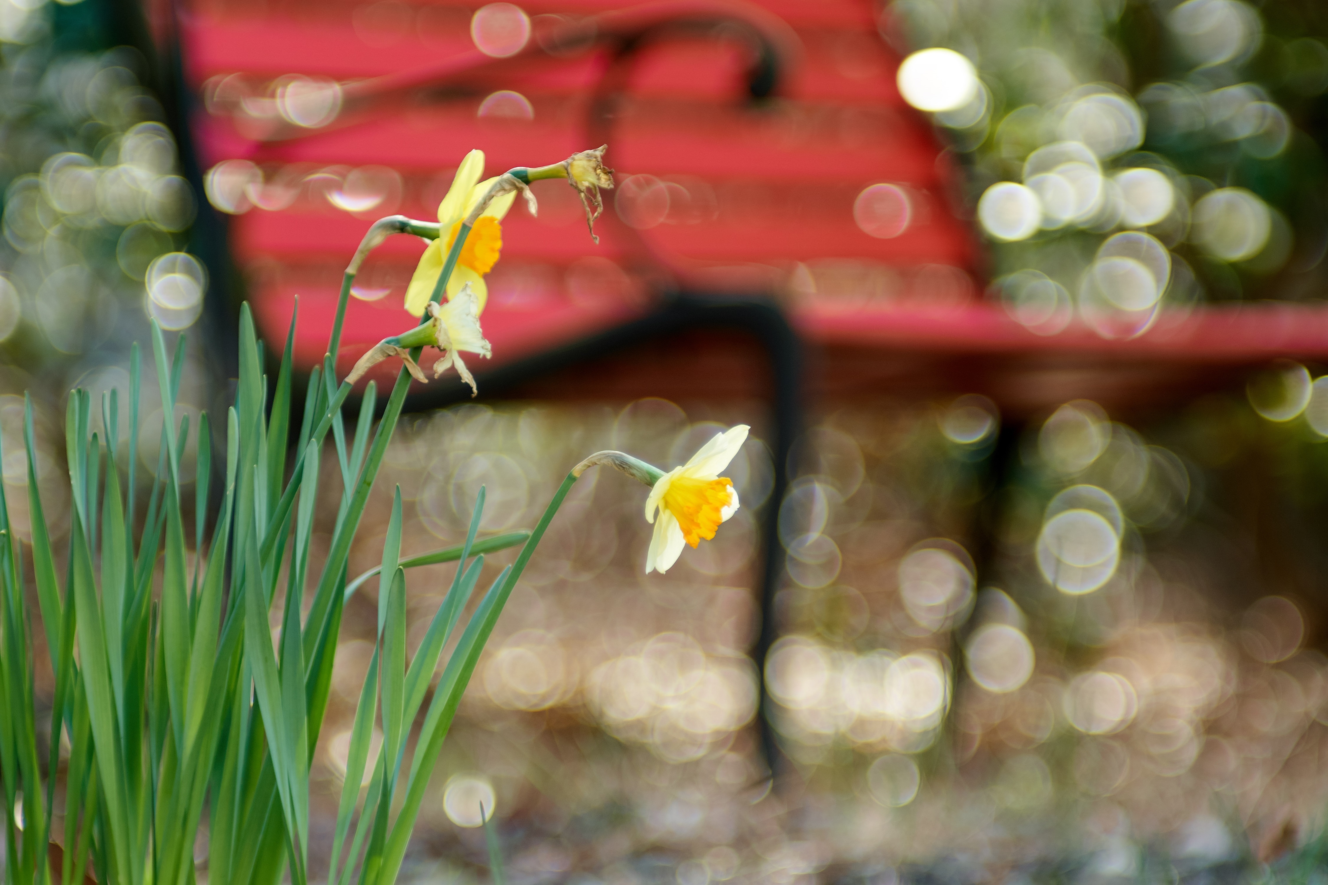 bench blur.jpg