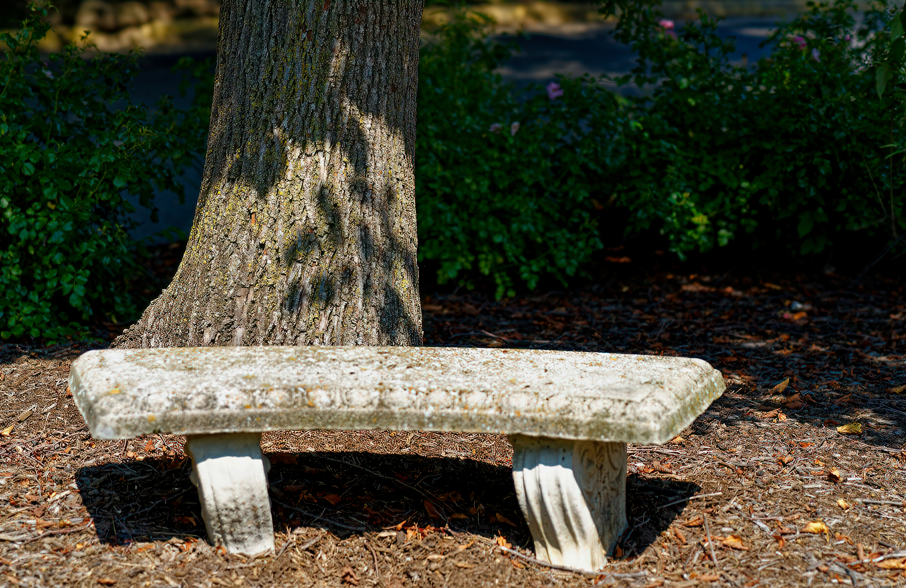 Bench Under a Peaceful Tree With Leafy Shadows.jpeg