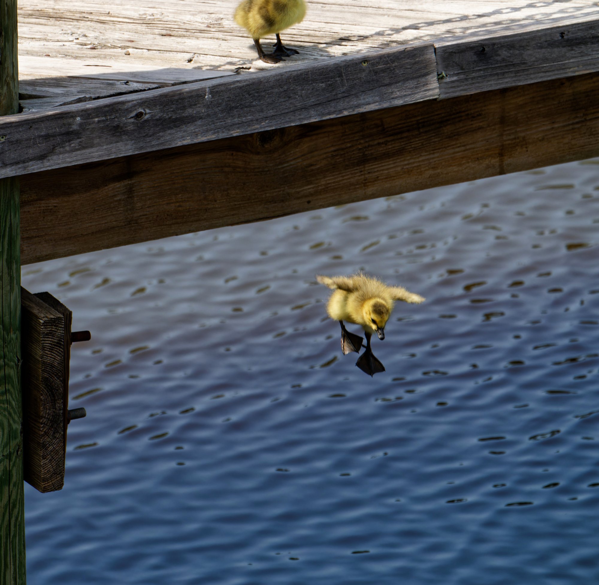 Between Pier and Water.jpeg