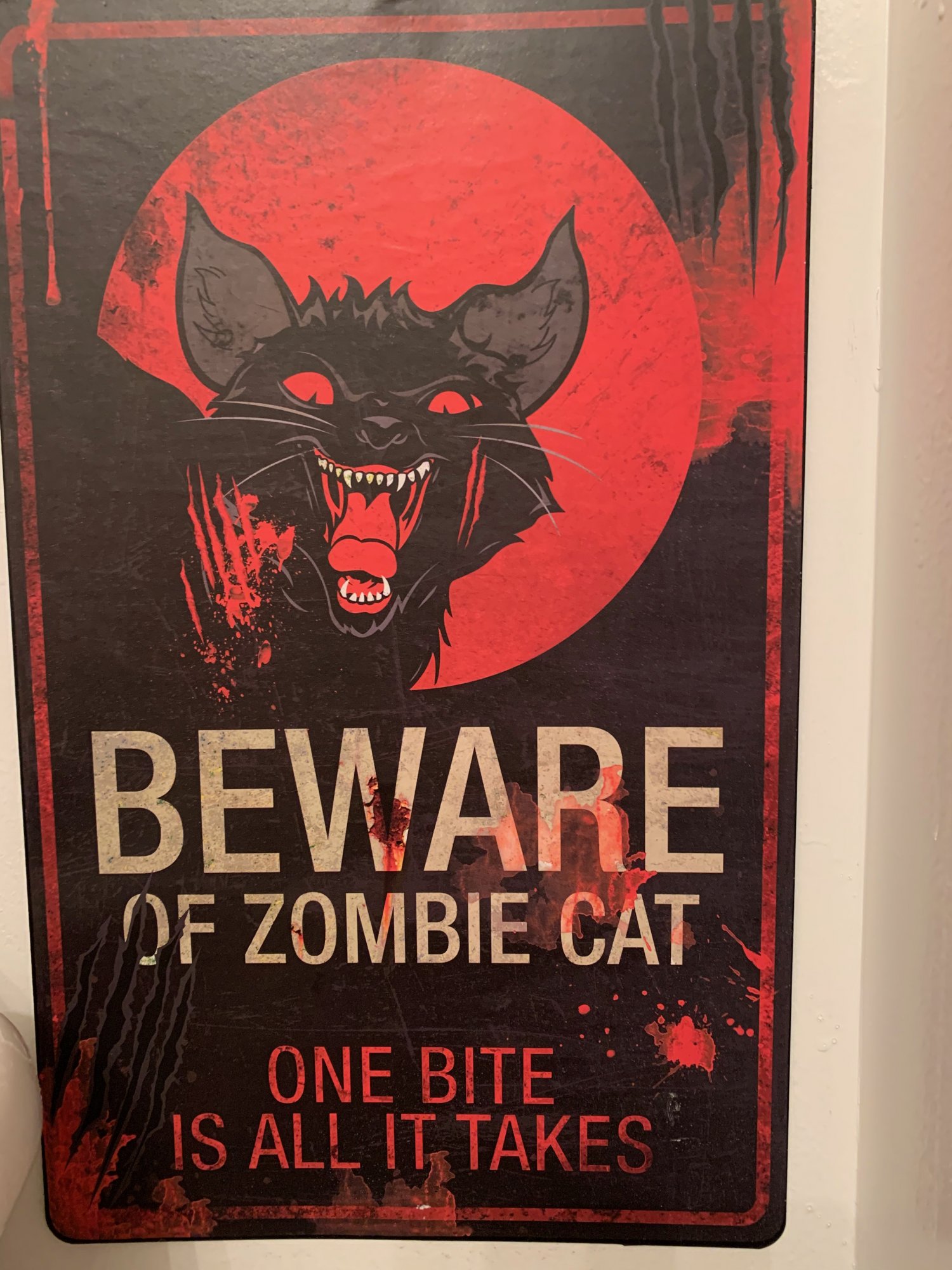Beware of Zombie Cat.jpeg