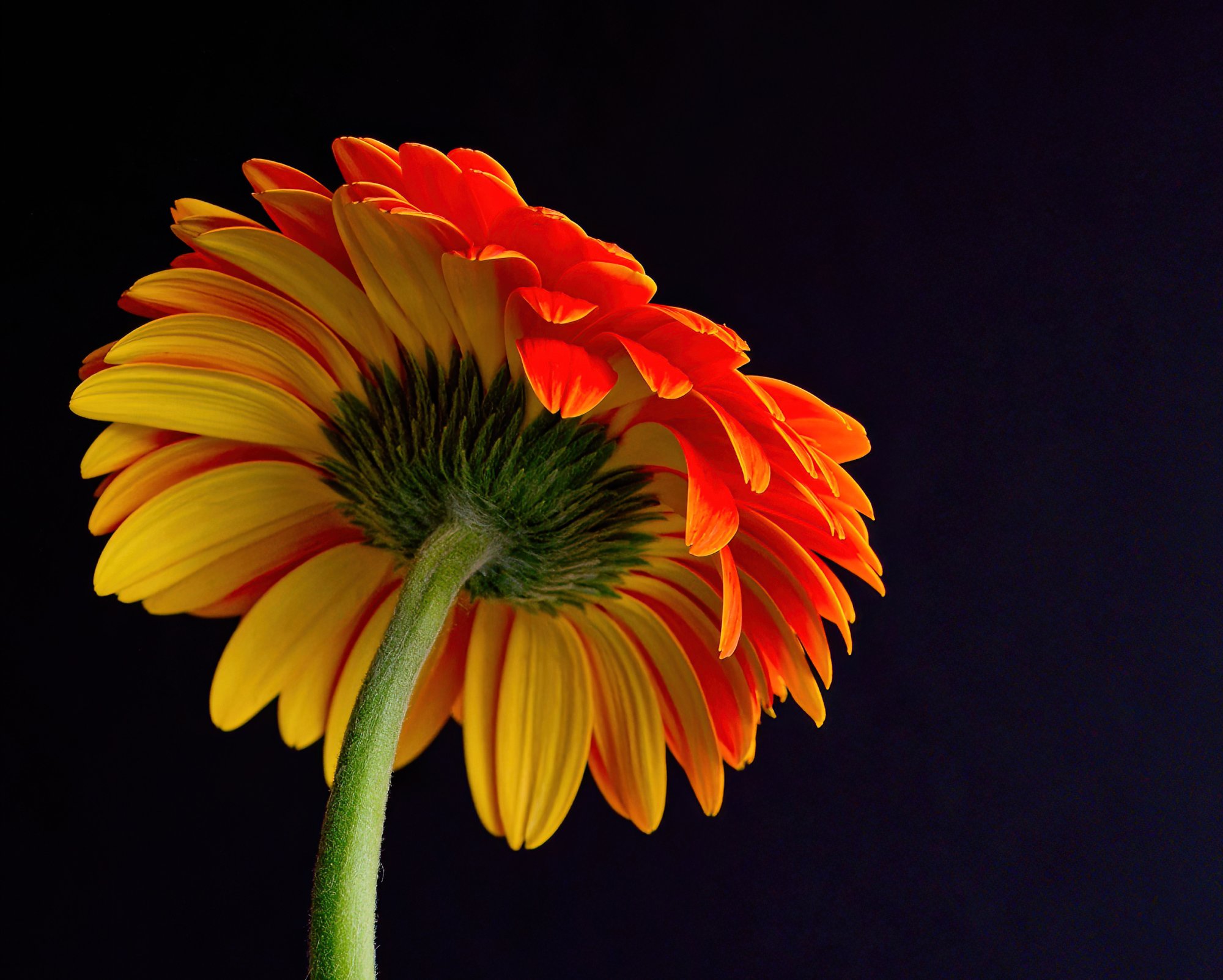 Bicolor Yellow and Orange Gaillardia Daisy.jpg