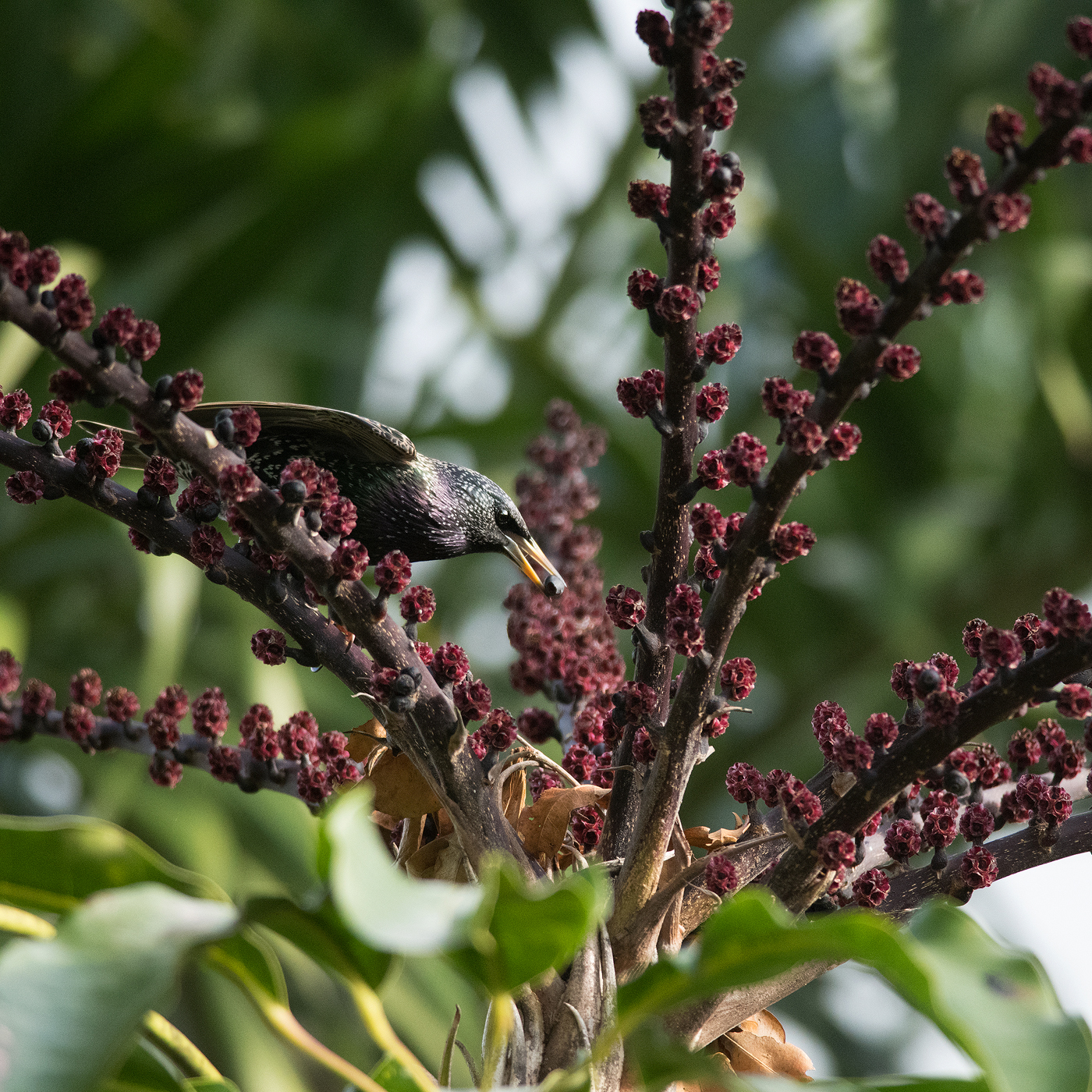 Bird Eating Berry.jpg