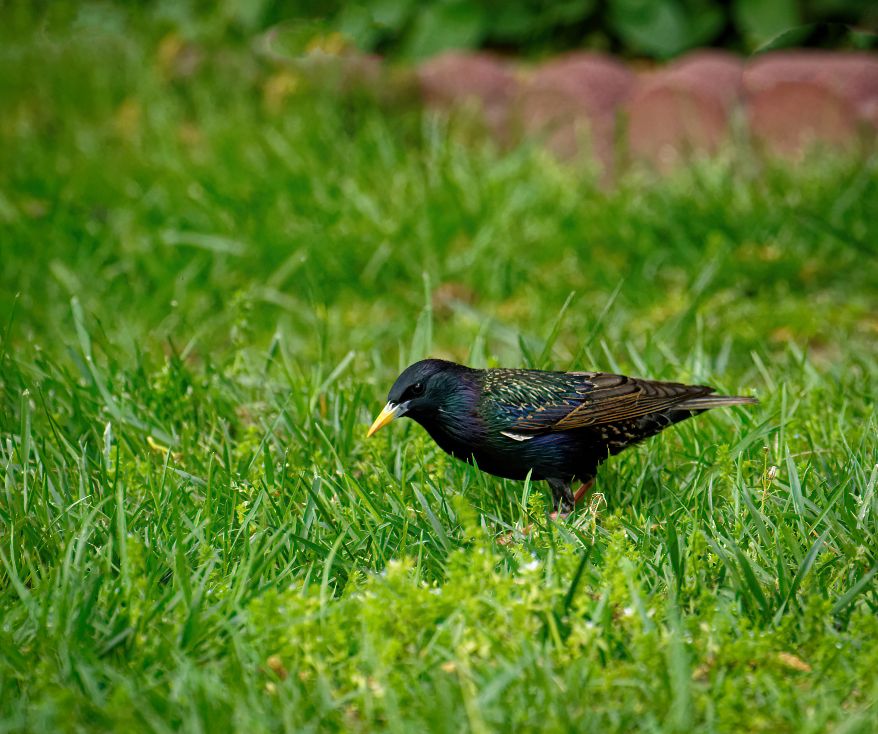 Bird in the Grass.jpeg