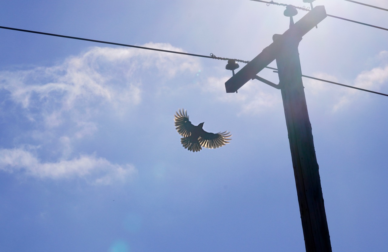 Bird landing on a pole.jpg