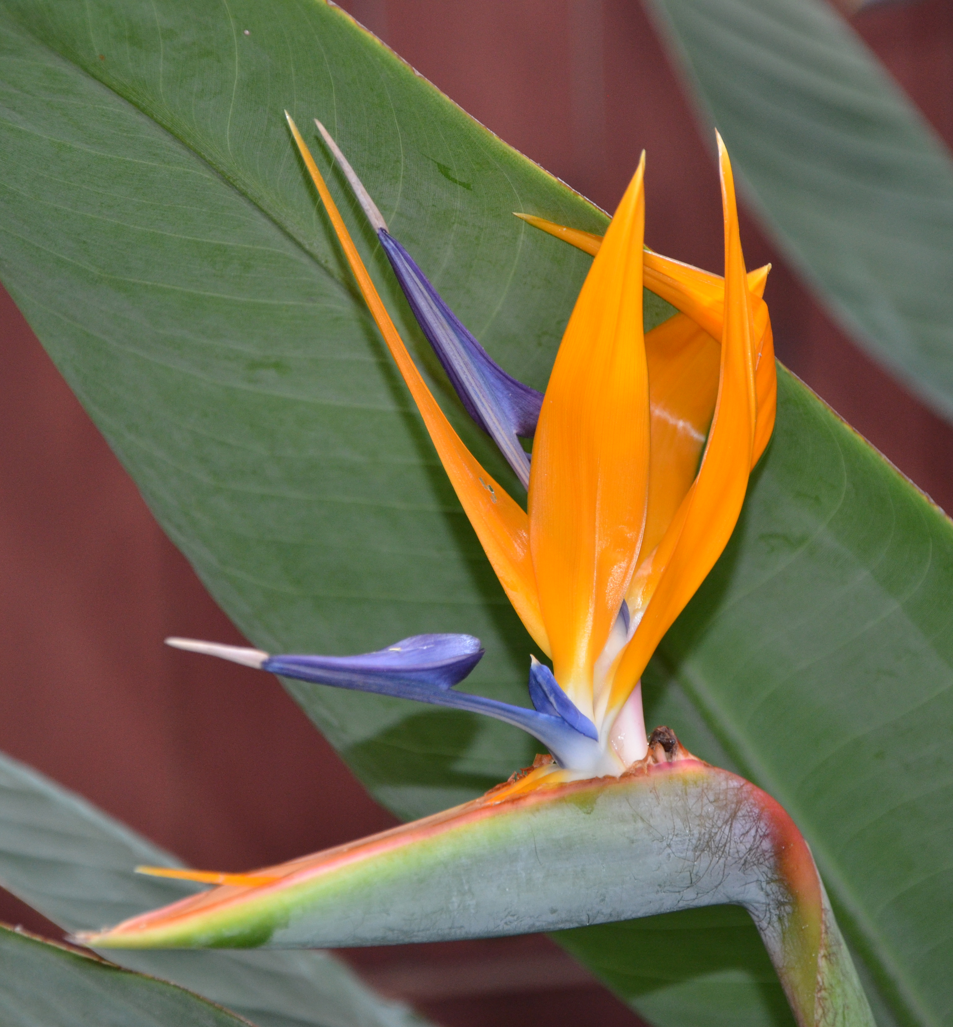 Bird of Paradise.jpg